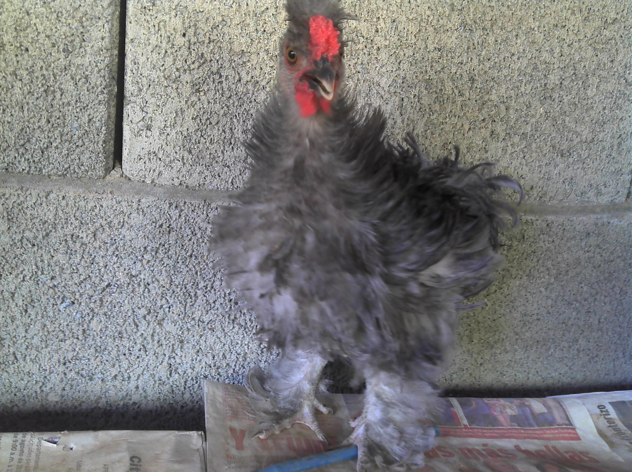 he started to crow this day...it sounded so cute...lol