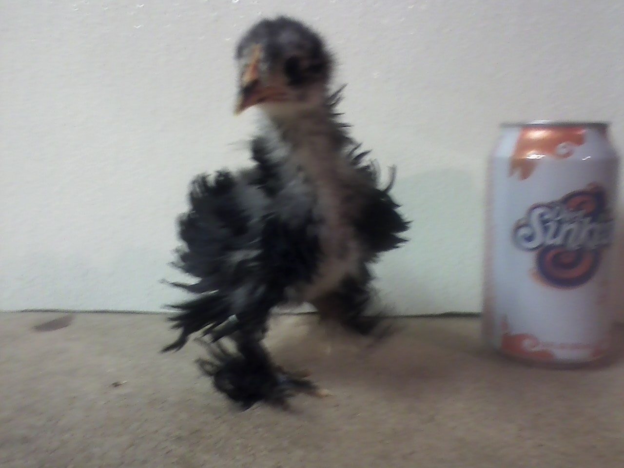 He thinks he so big.