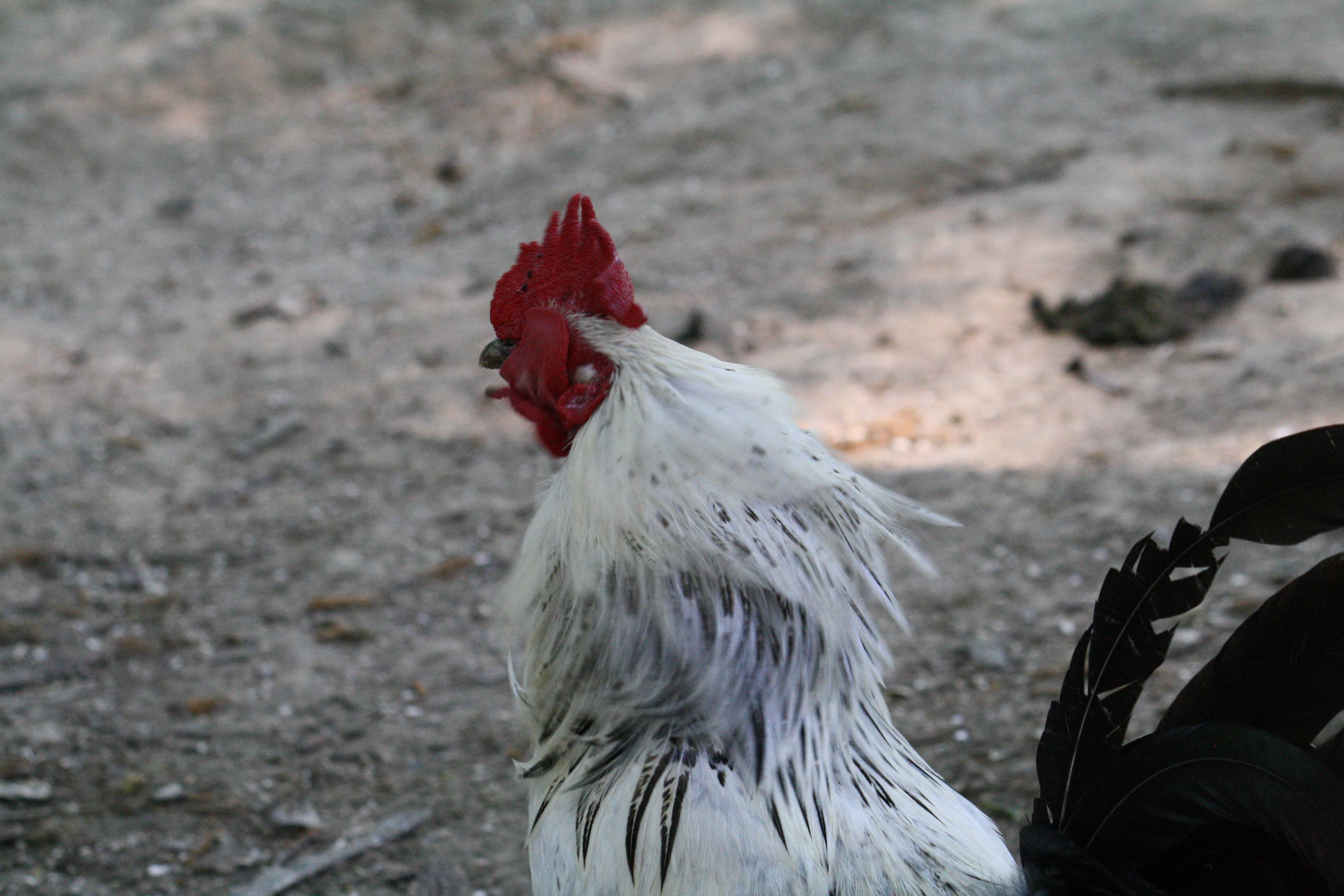 He wags his wattles back and forth....and hits himself in the face. x)