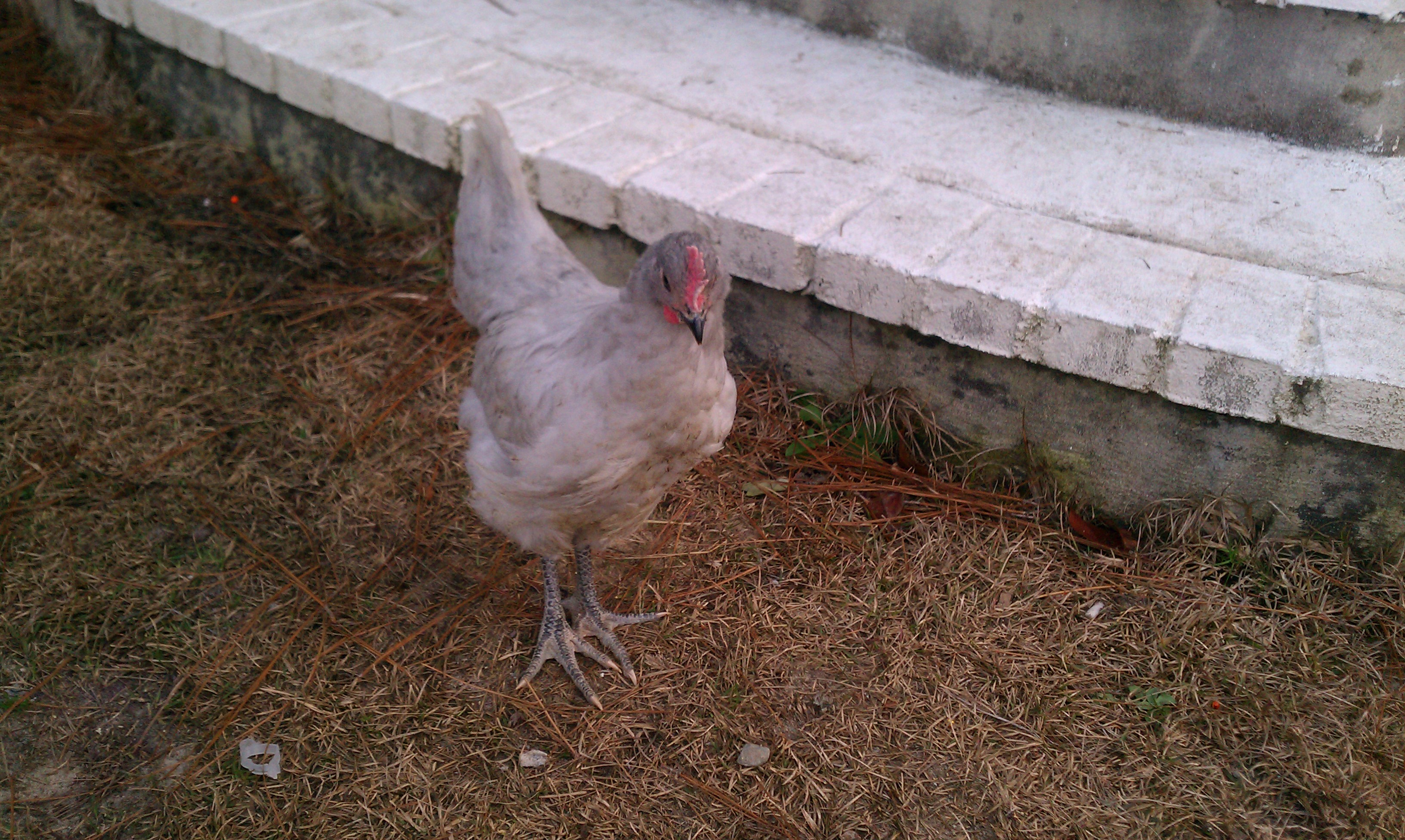 He was the first one to "develop" a big red roo comb and waddles.