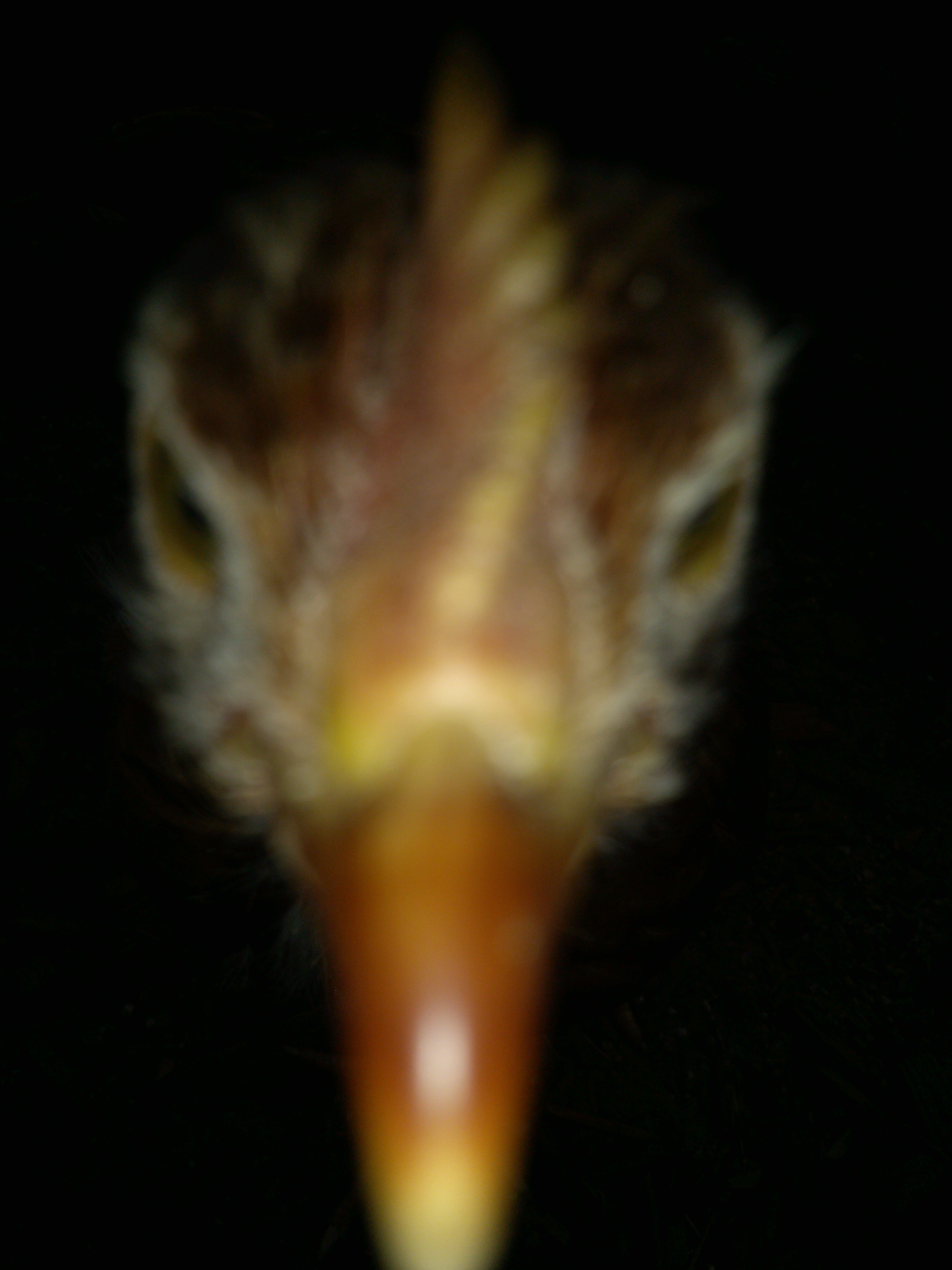 He was very interested in the camera...as usual lol. Same rooster in avatar and 3&4 weeks album cover.