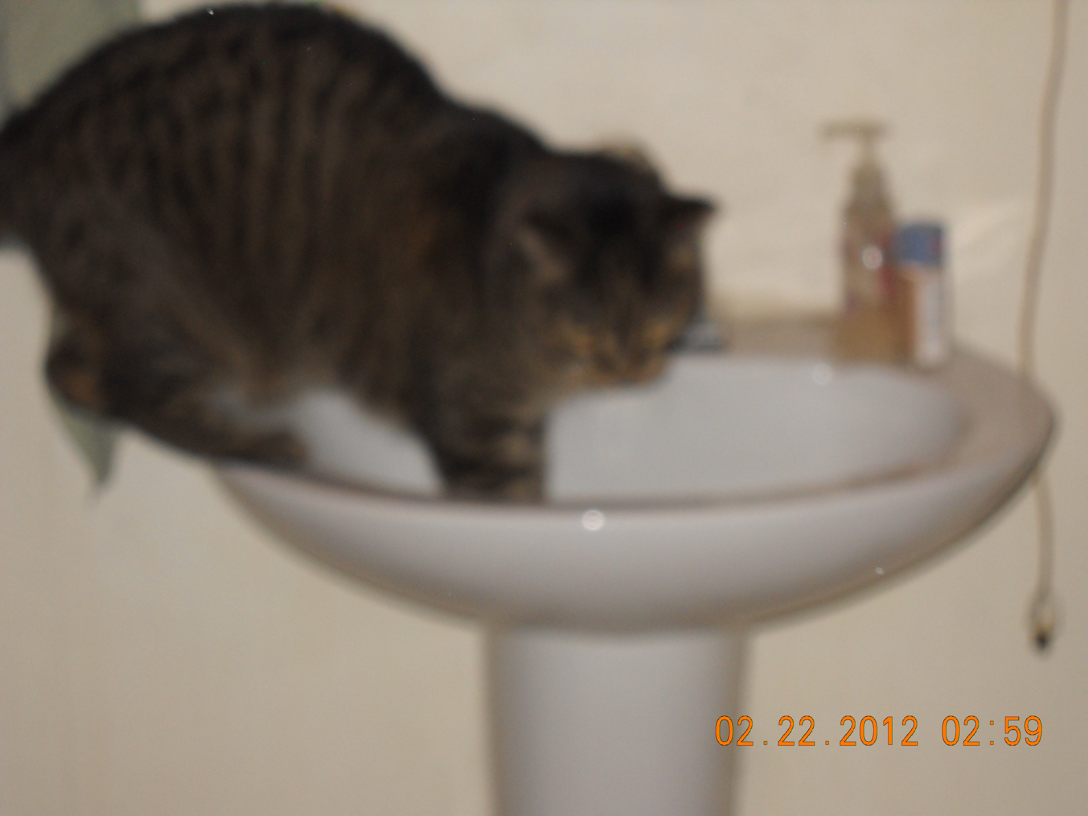 He washes his paws after using his litter box, too.