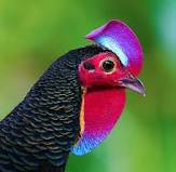 Head from Green Jungle Fowl
