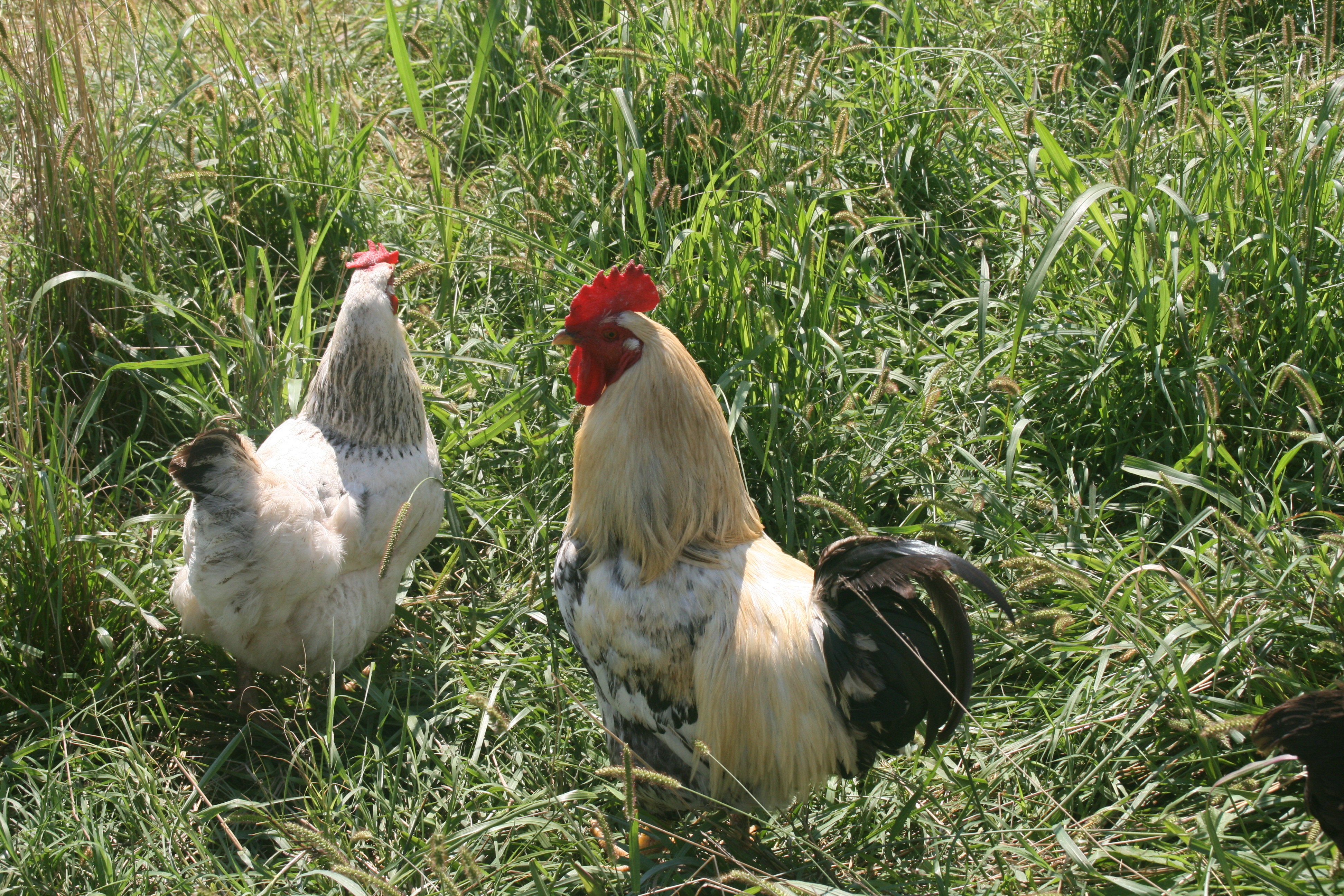 Head rooster Chanticleer with hen Snowbelle
