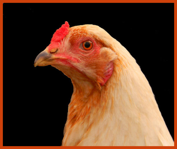 Head shot of Cirrus