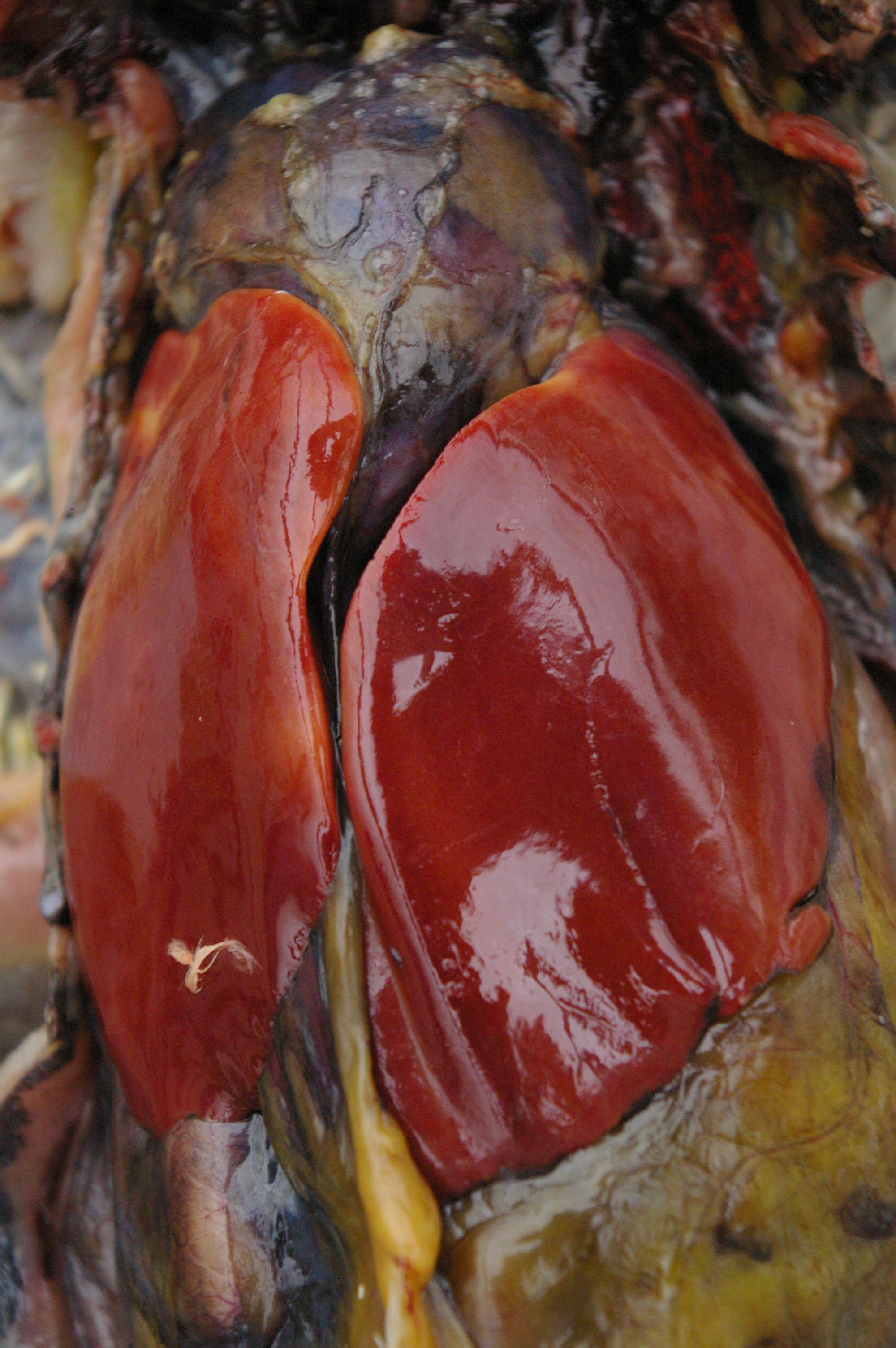 Heart at top of picture. Liver sits on top of it. This liver is pale and has yellow areas on it - that's not normal.