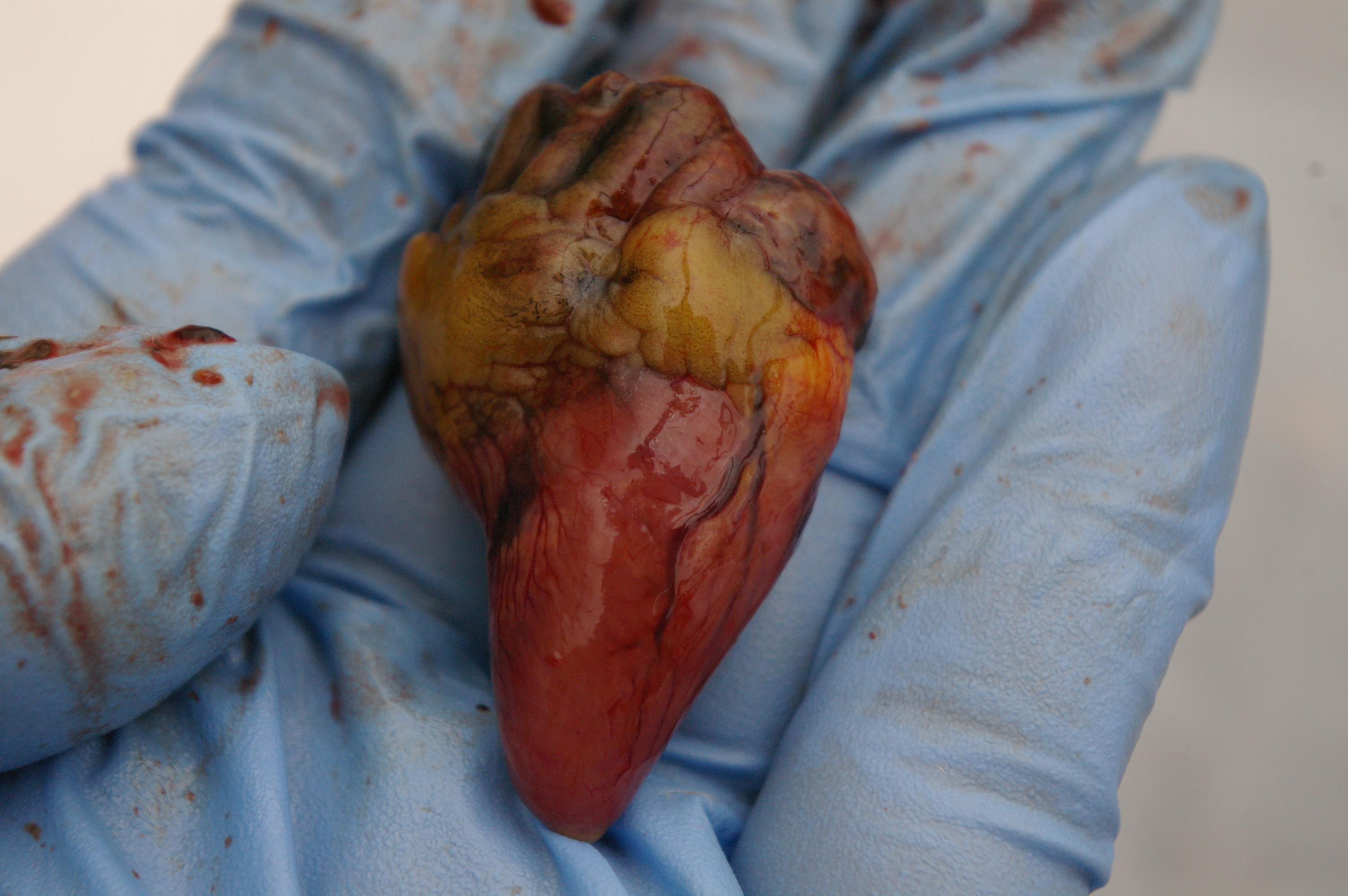 Heart removed. Blood supply visible.
It's interesting that the heart tissue is red as with other birds yet the Silke's other tissues are black.