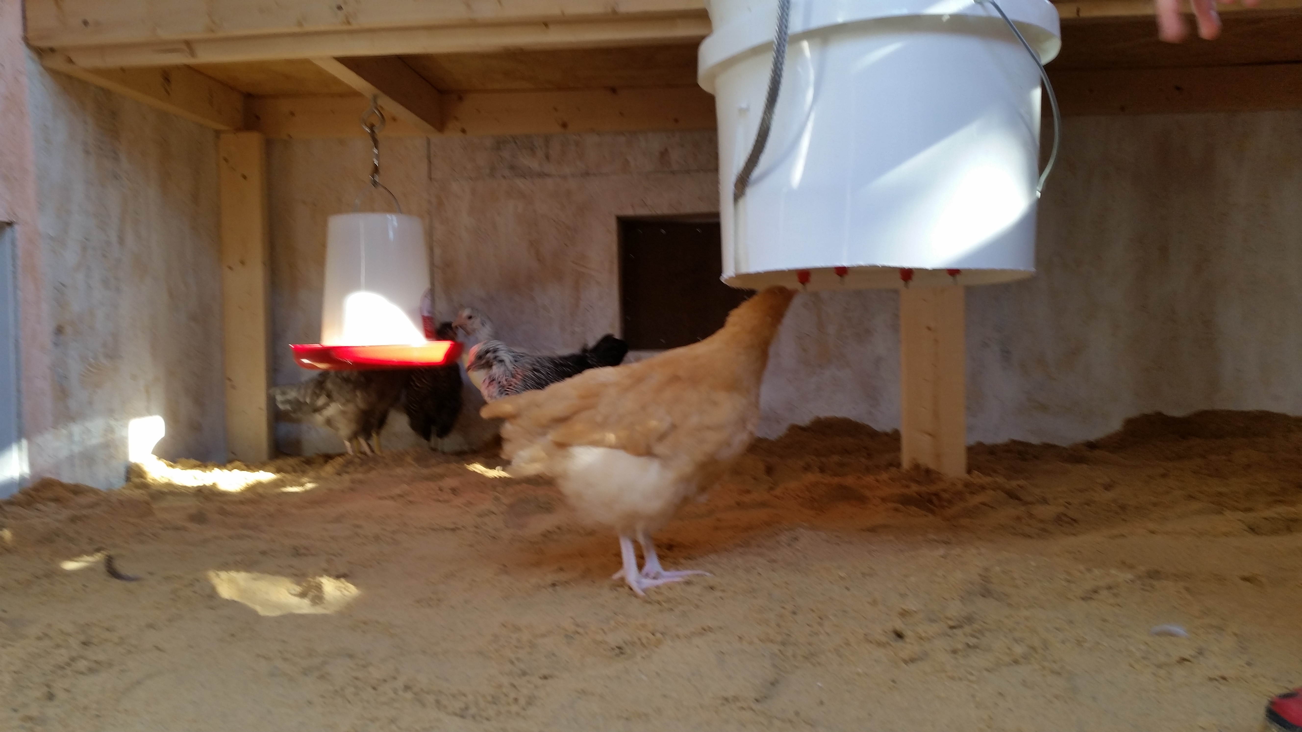 Heated chicken waterer