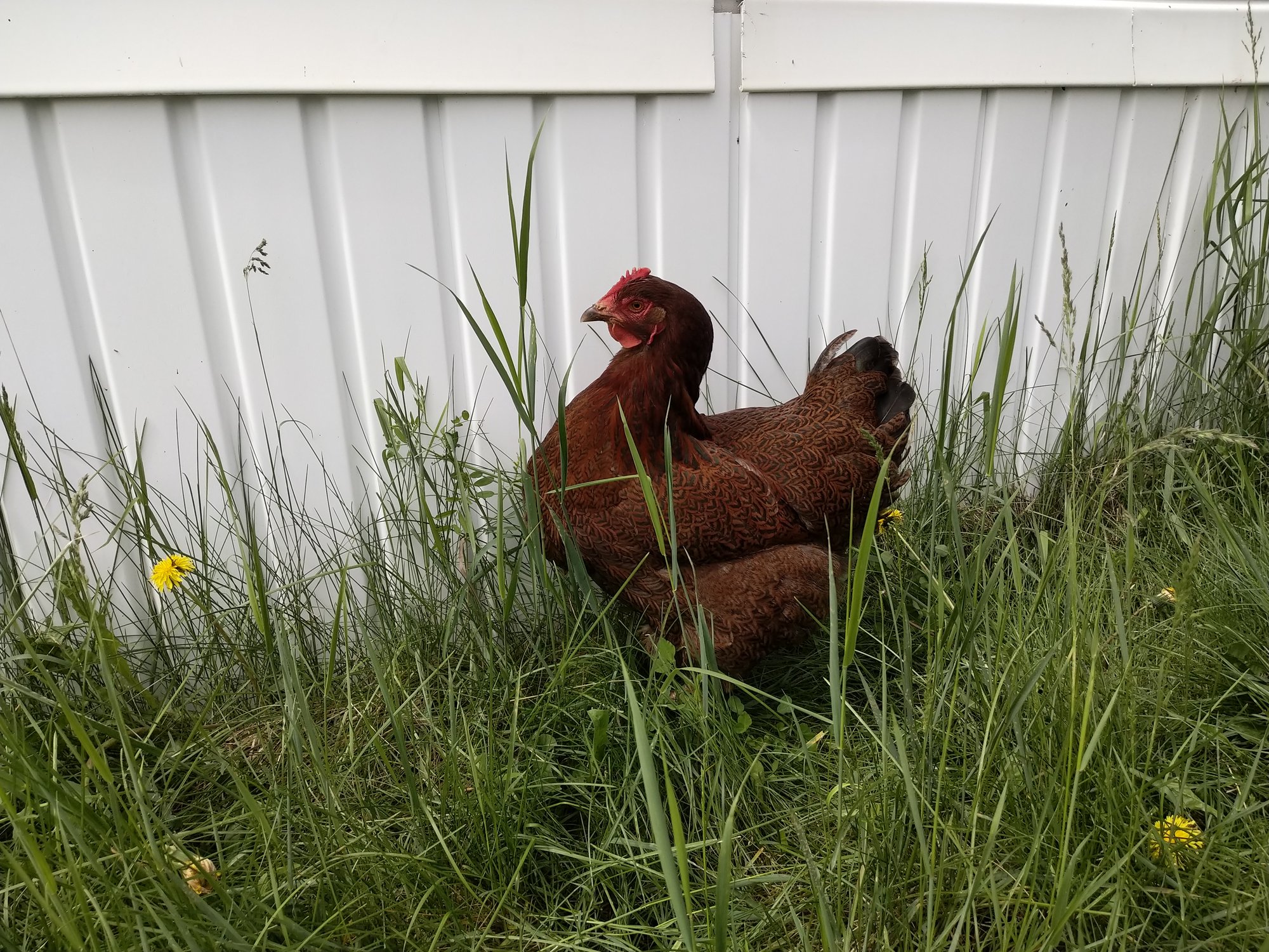 Heavily Laced Partridge Rock Hen
