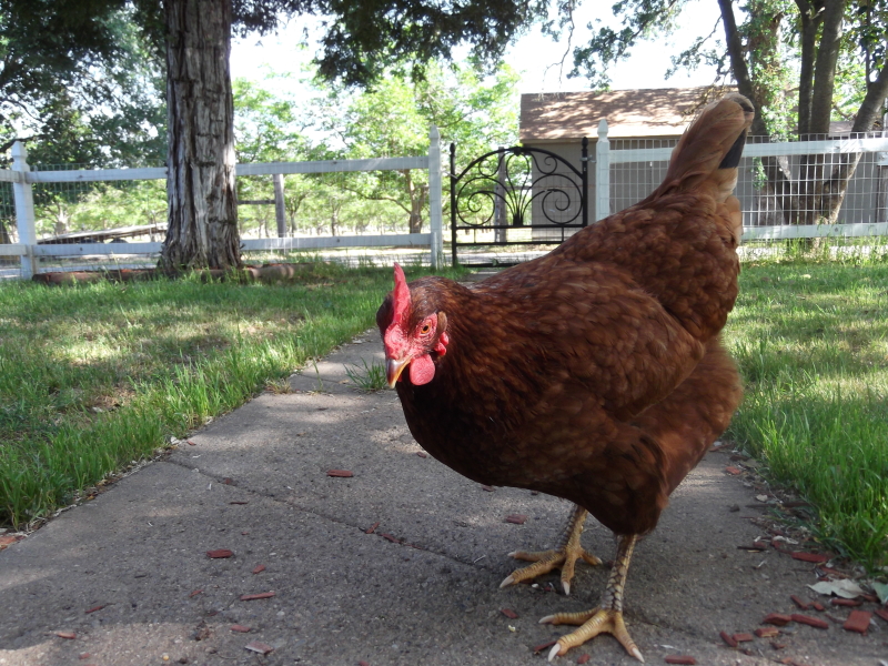 Hecubah, our rescued RIR