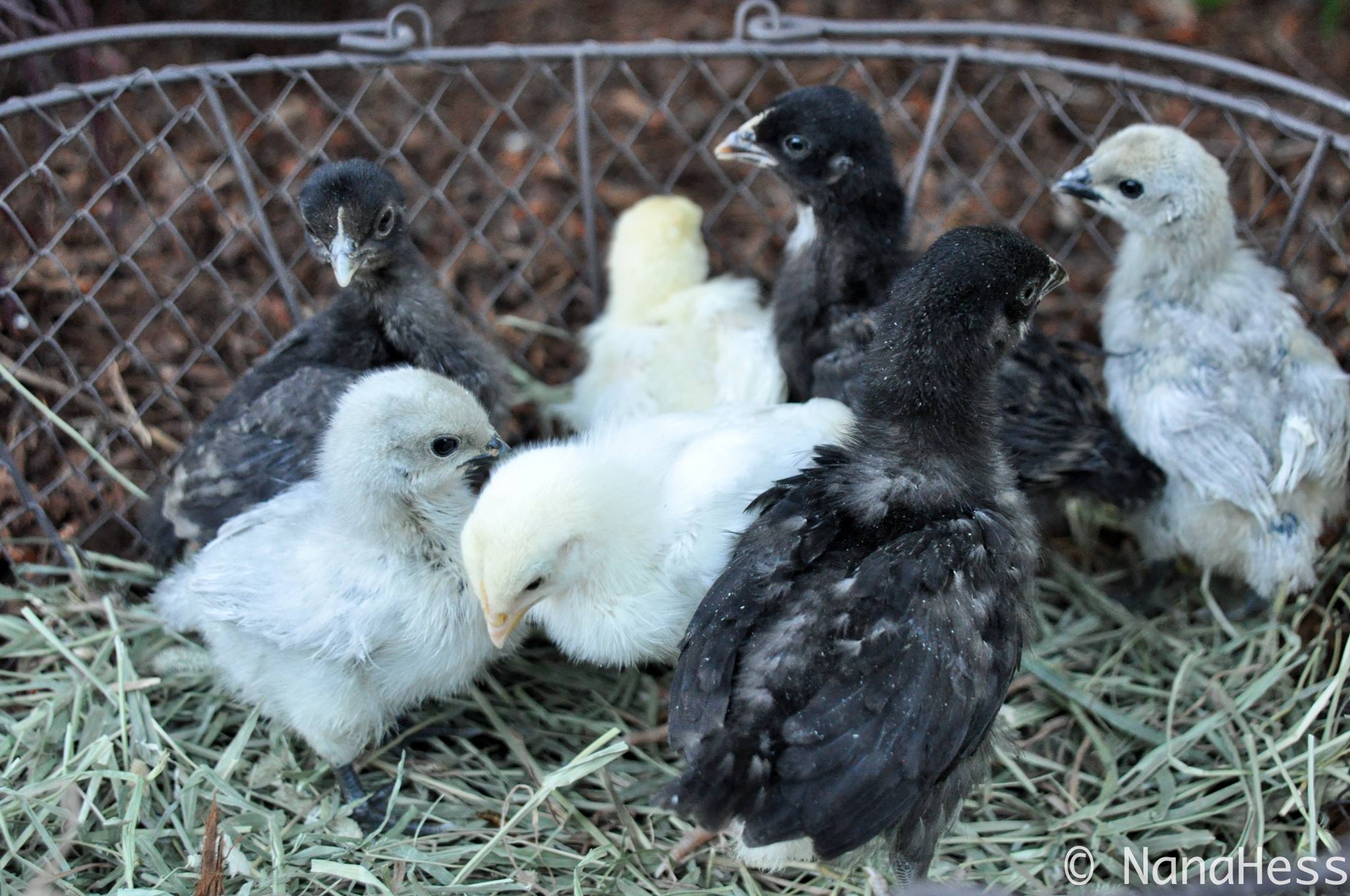 Hedemora chicks
