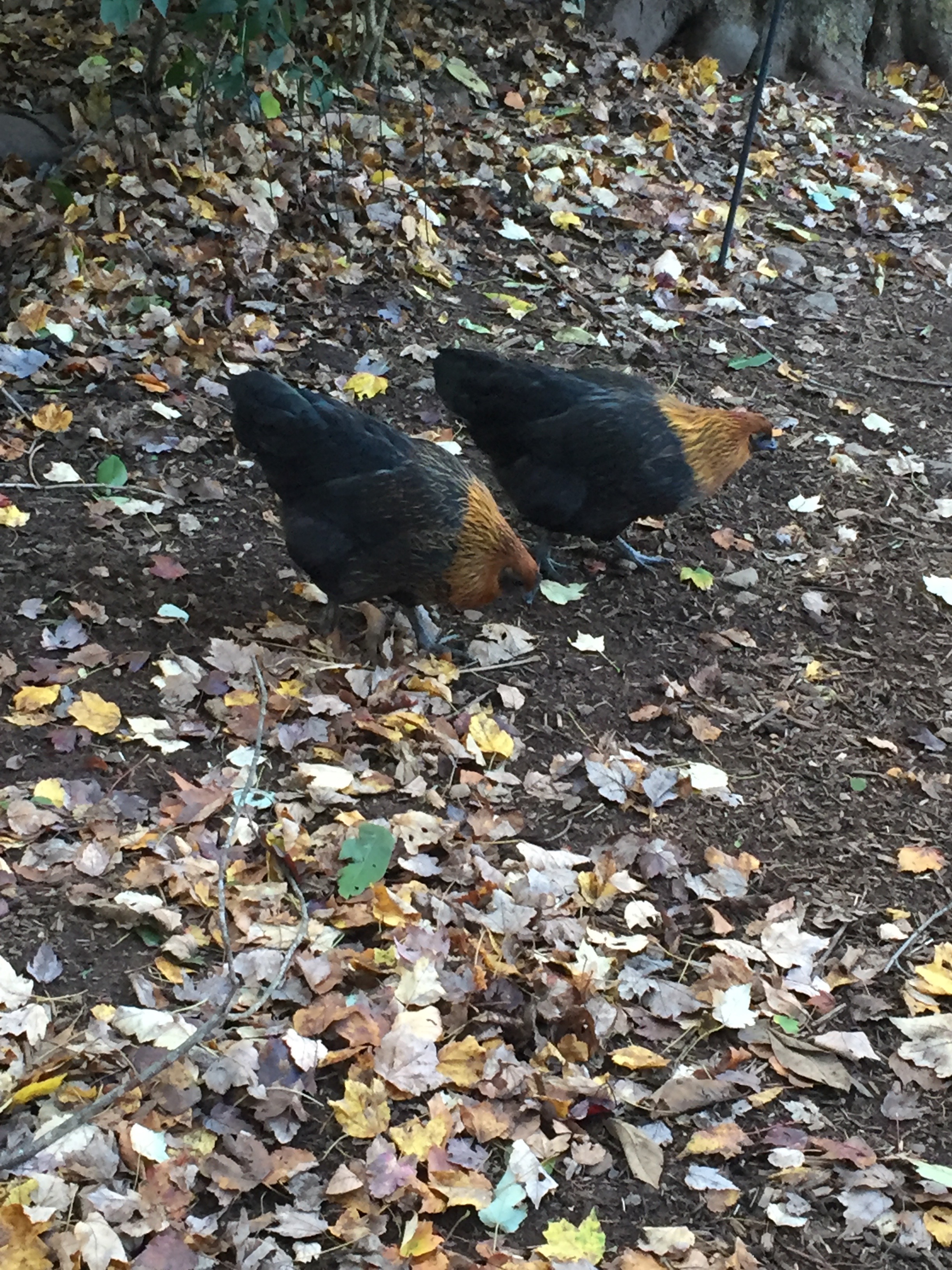 Hedemora hens