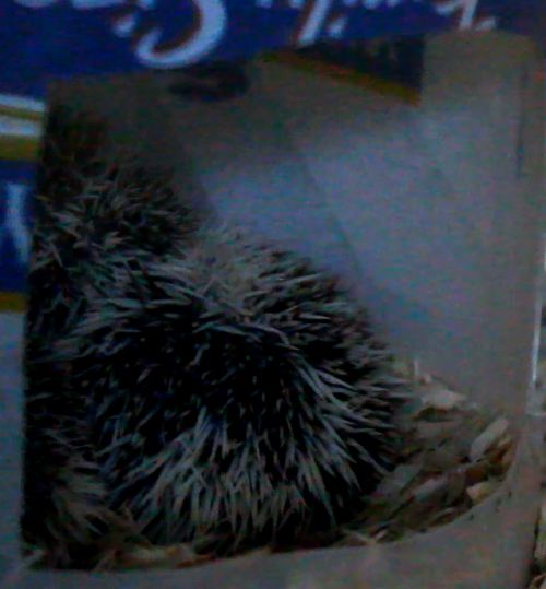 Hedgehog babies in the hut. NOT TO BE USED WITHOUT MY PERMISSION!