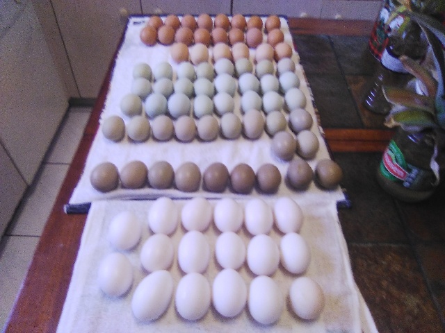Hefty Harvest.jpg