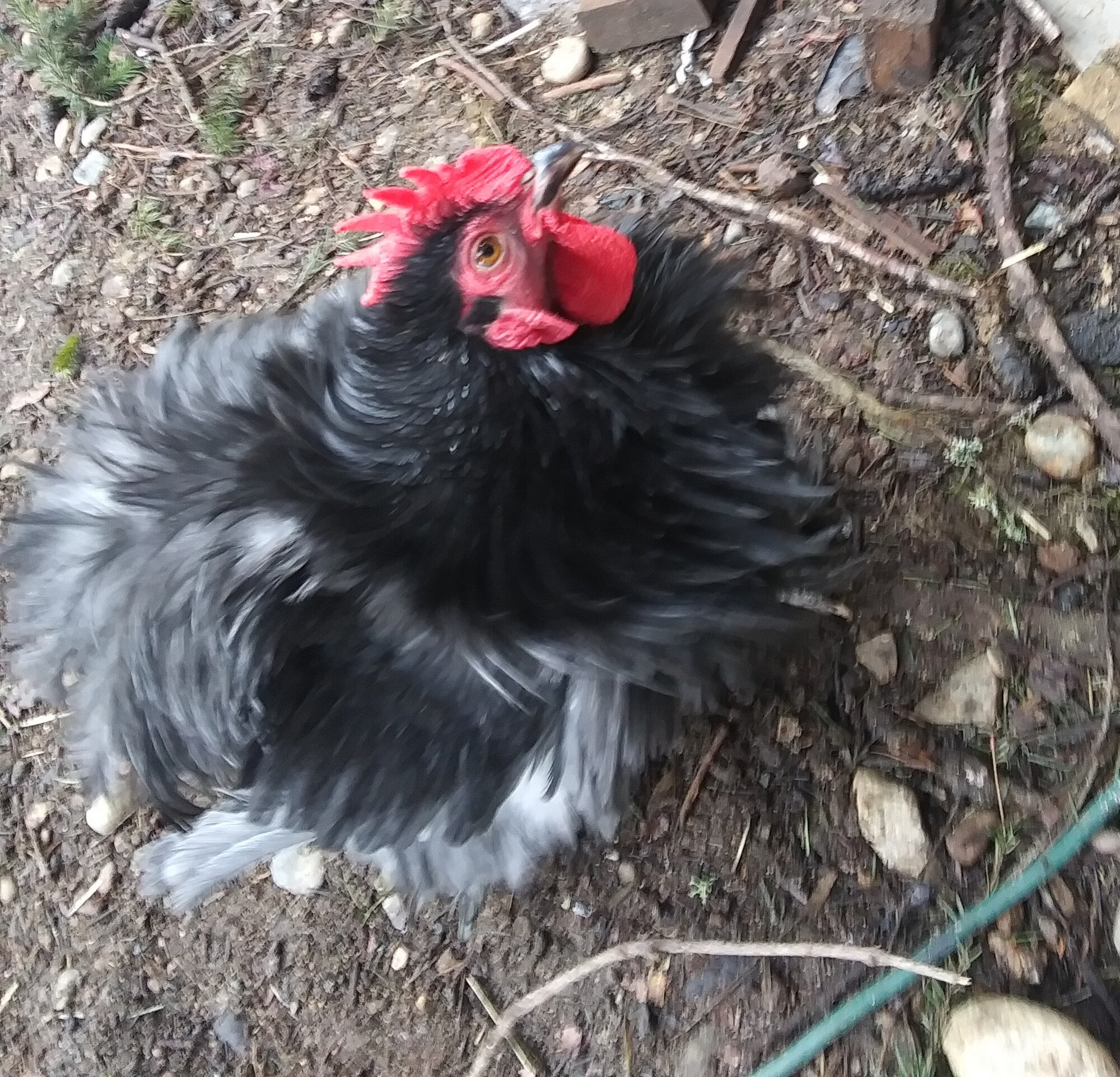 HeiHei
