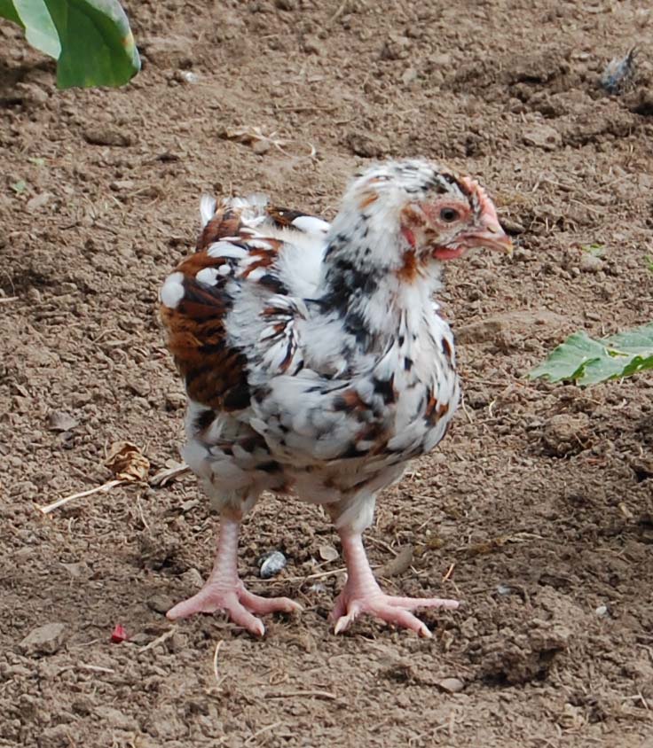 Heirloom Diamond Jubilee cockerel-6 weeks old