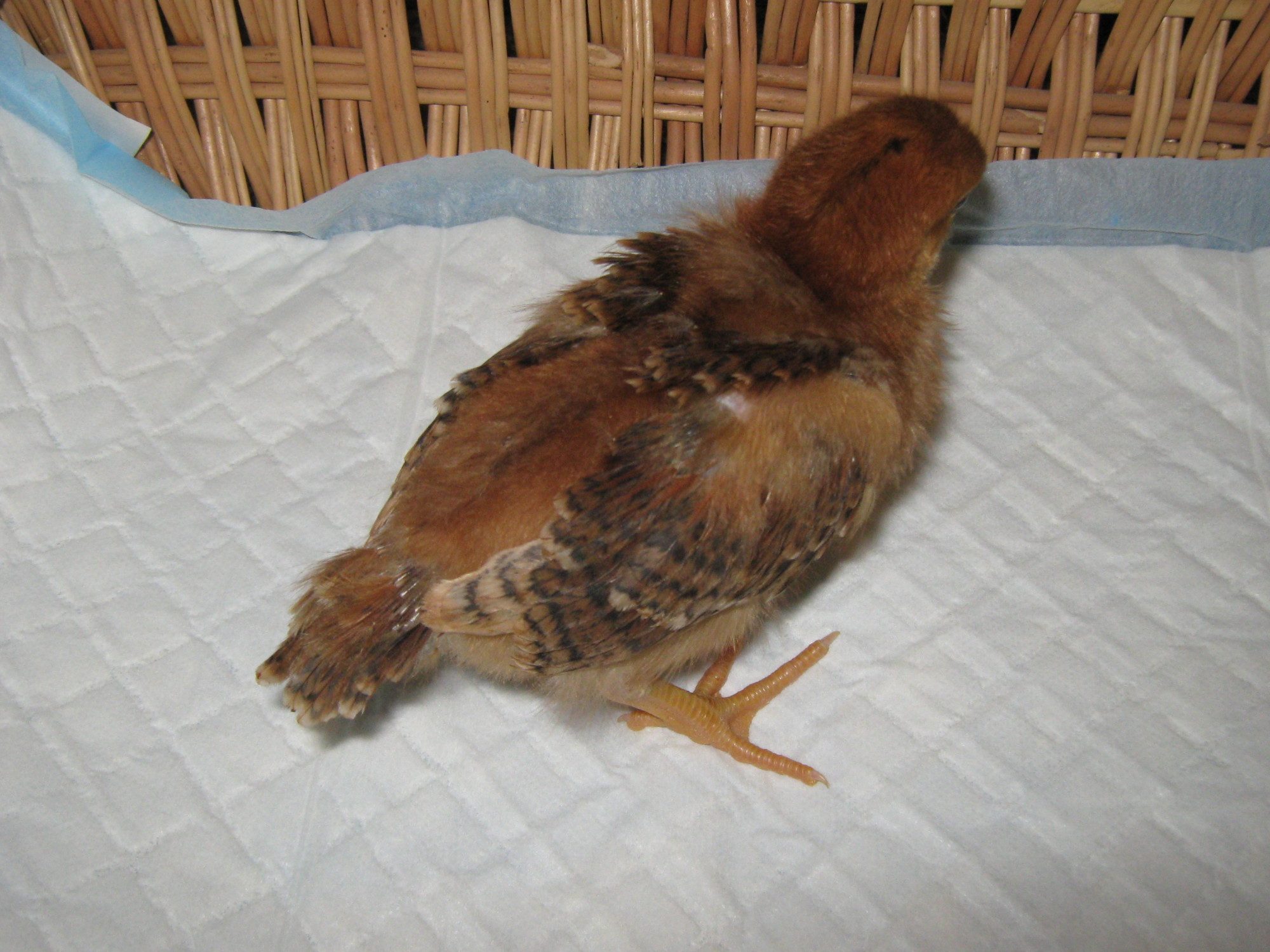 Helga - 10 days - feathering out fast!