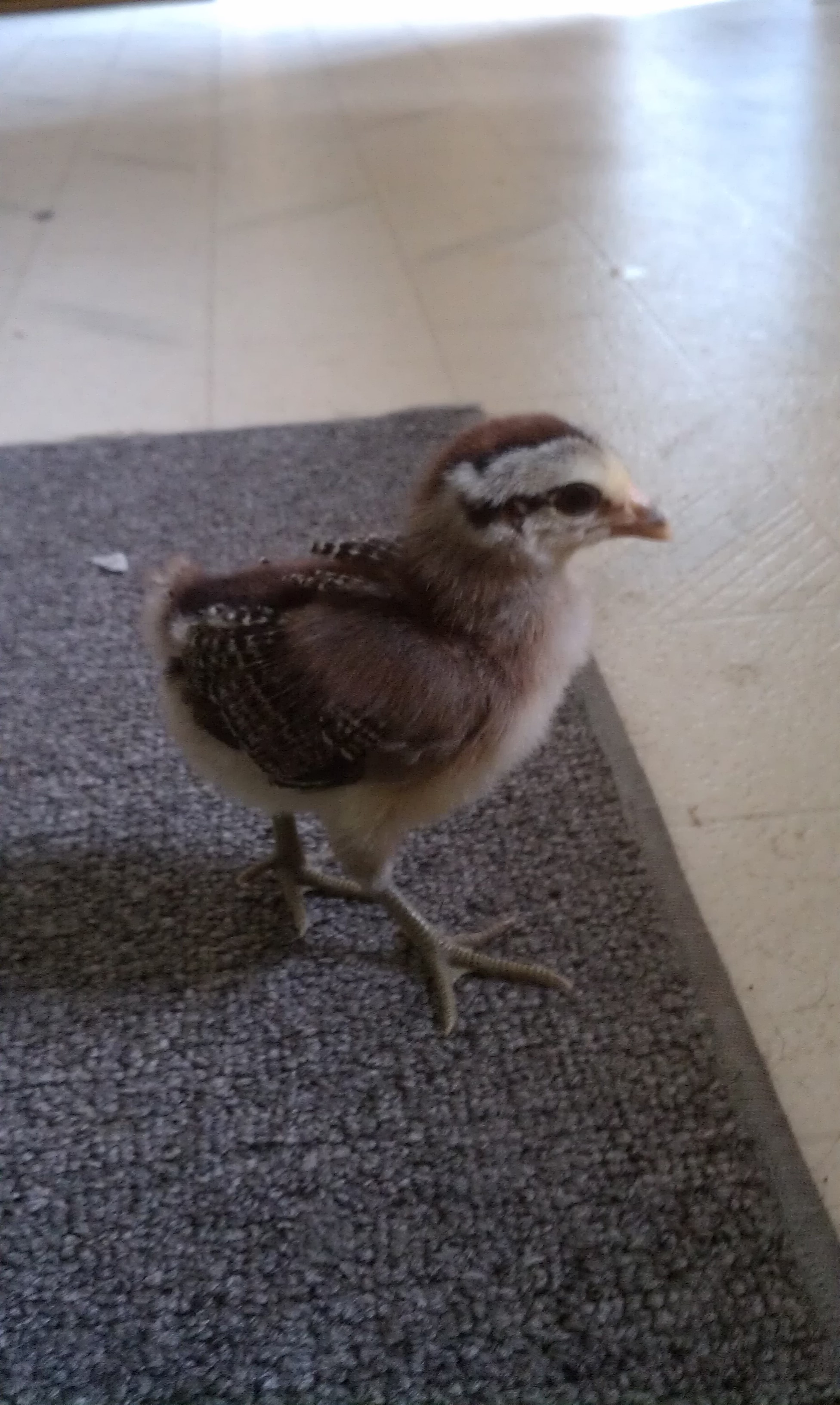 Helga - 2 Weeks