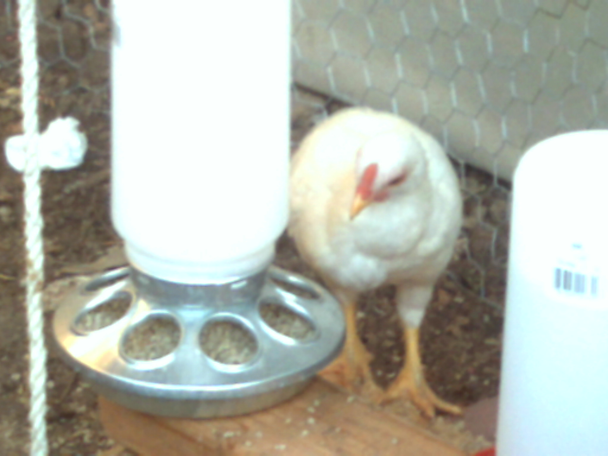 hellion my rooster?