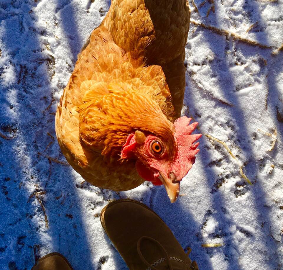 Hello Chicken!