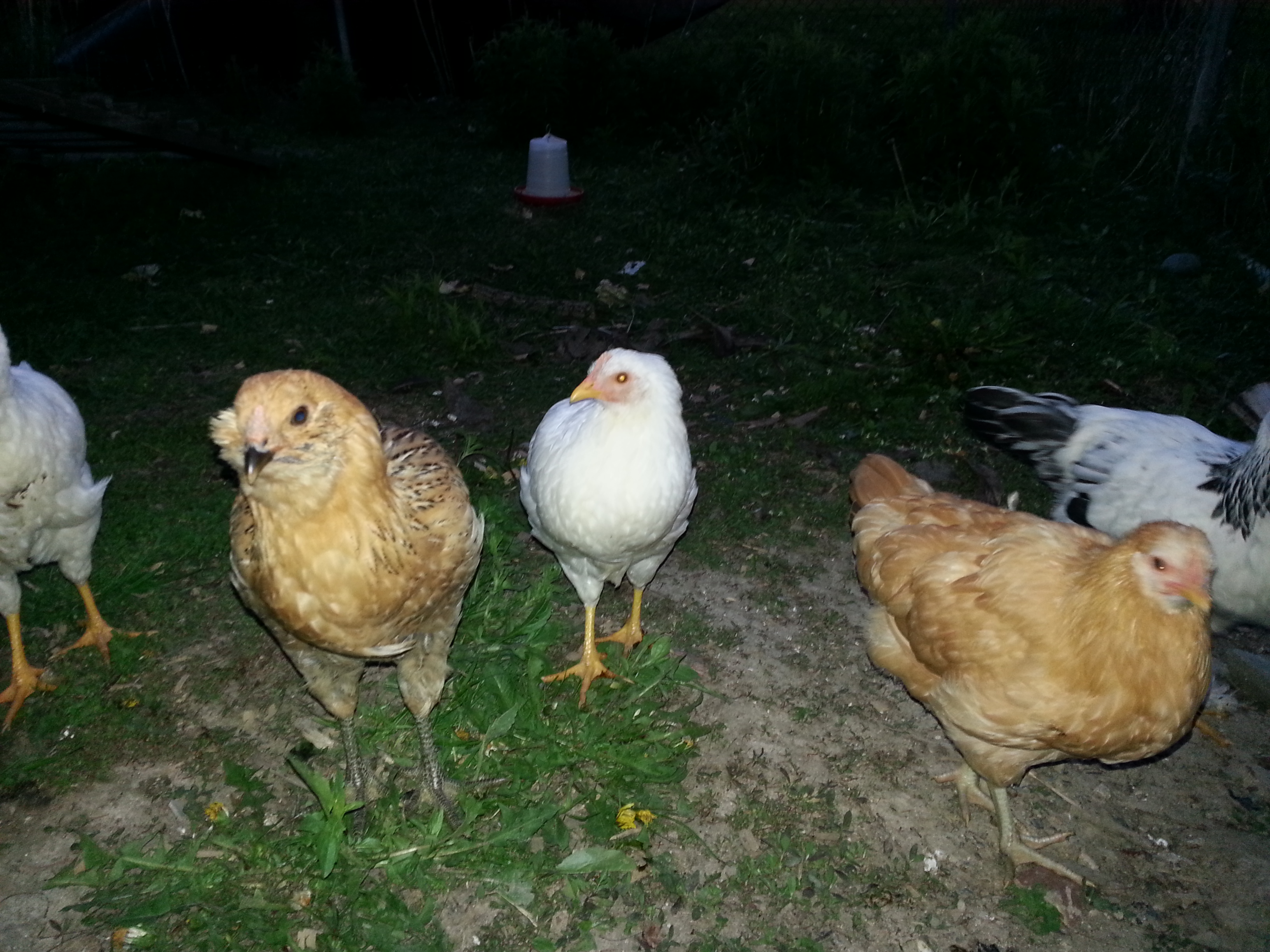 Hello ladies!