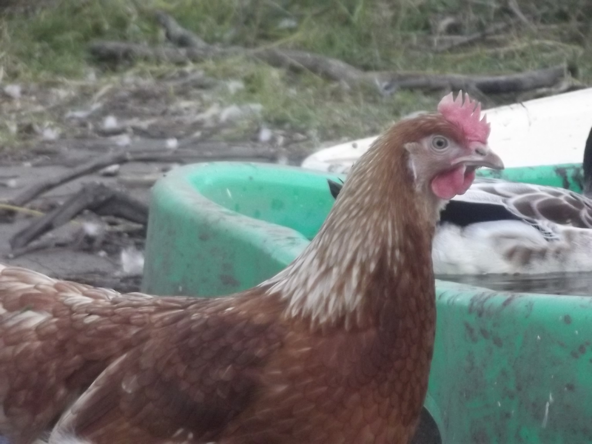 Hello Megan!( For those of you who have seen Young Justice..) bought at the markets with the 8 week old australorps, Miss Martian is a lovely addition to our flock