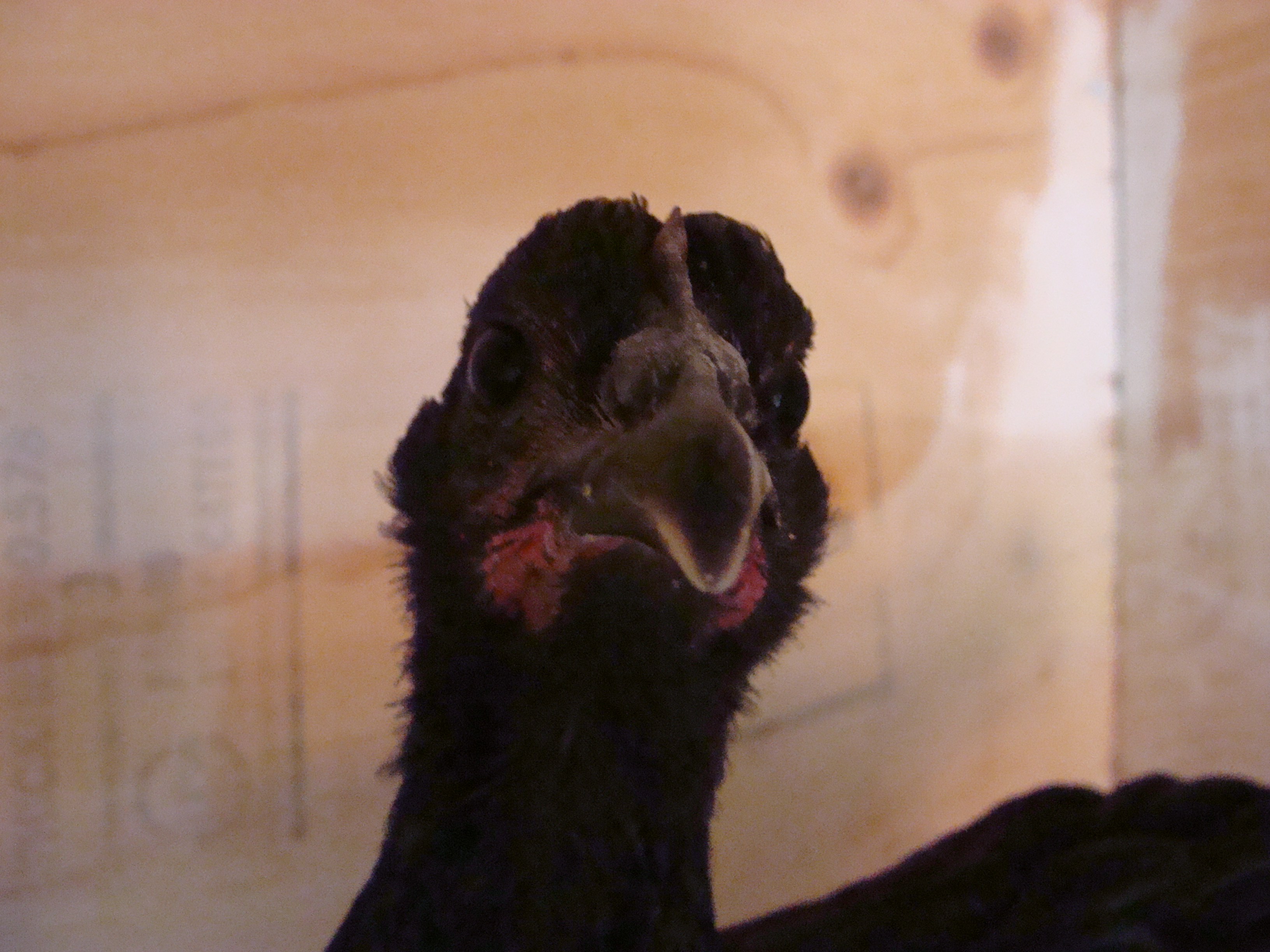 Hello,my name is Betty.