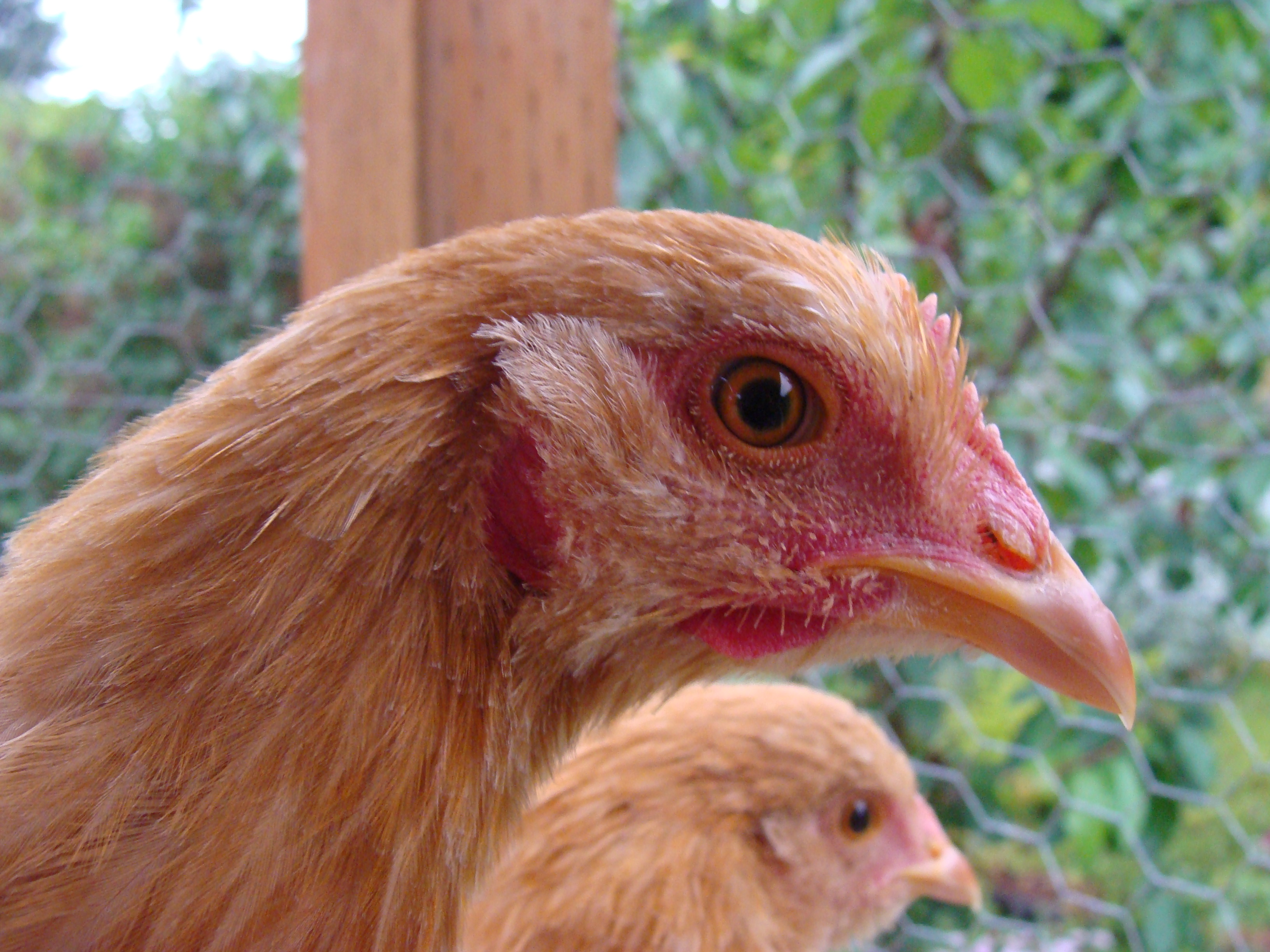 Hello,my name is Goldie.