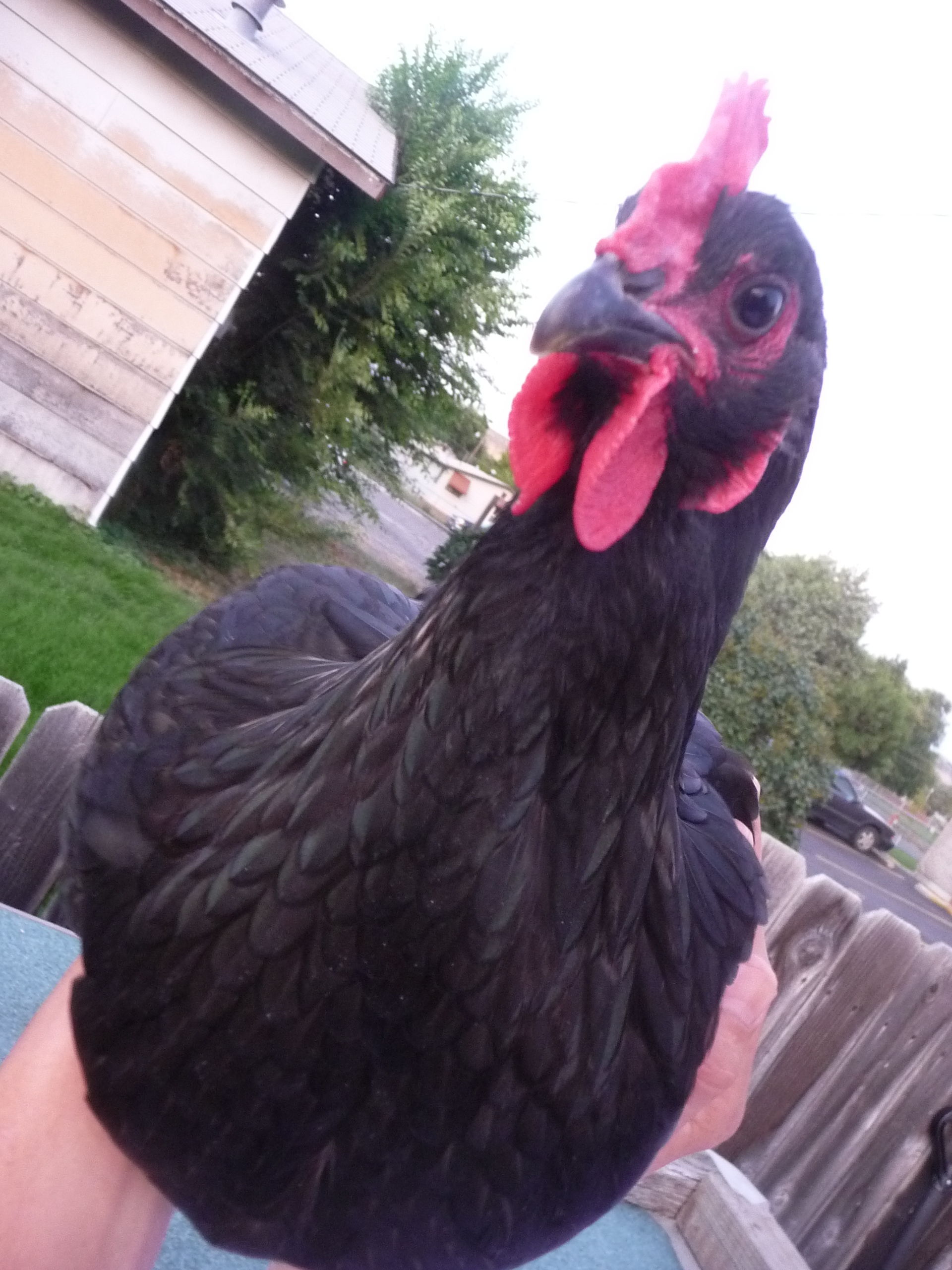 Hello my names Henrietta