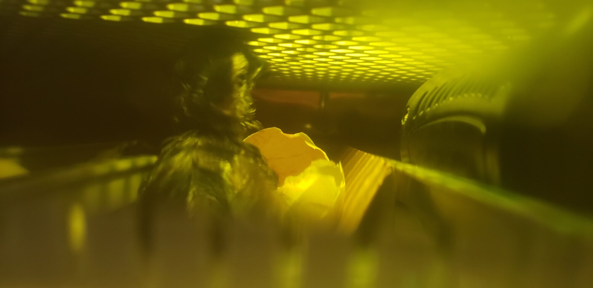 Hello world, I'm Ragtop!