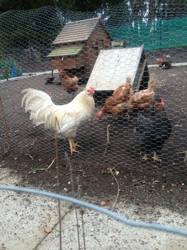 hellooo this is my white cockerel he is massive and i dont know what breed he is ???? .... please could some 1 tell me .???