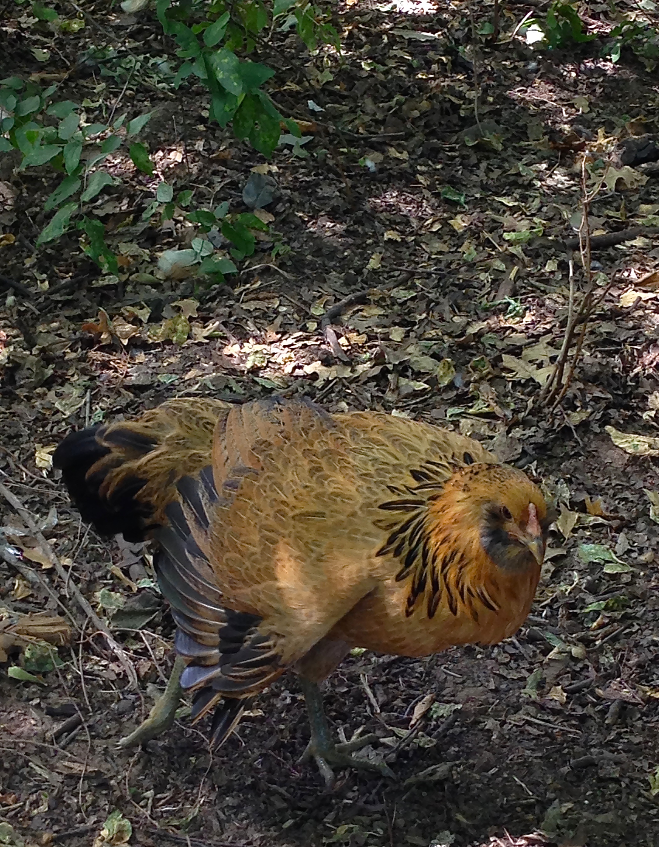 Hellraiser another one of my Easter Eggers.  She has a pretty gray muff.  She got her name due to the fact that she is completely wild and flies in and out of her enclosure no matter how high the fence.