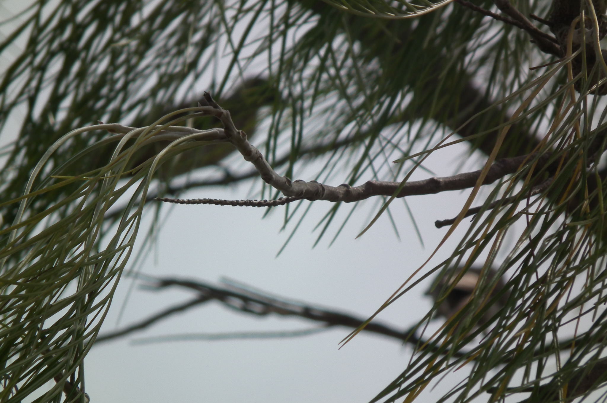 Helmeted Friarbirds