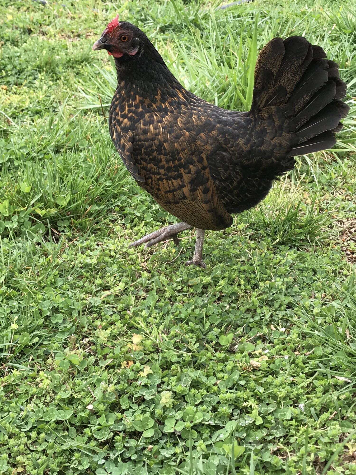 Help ID her plz