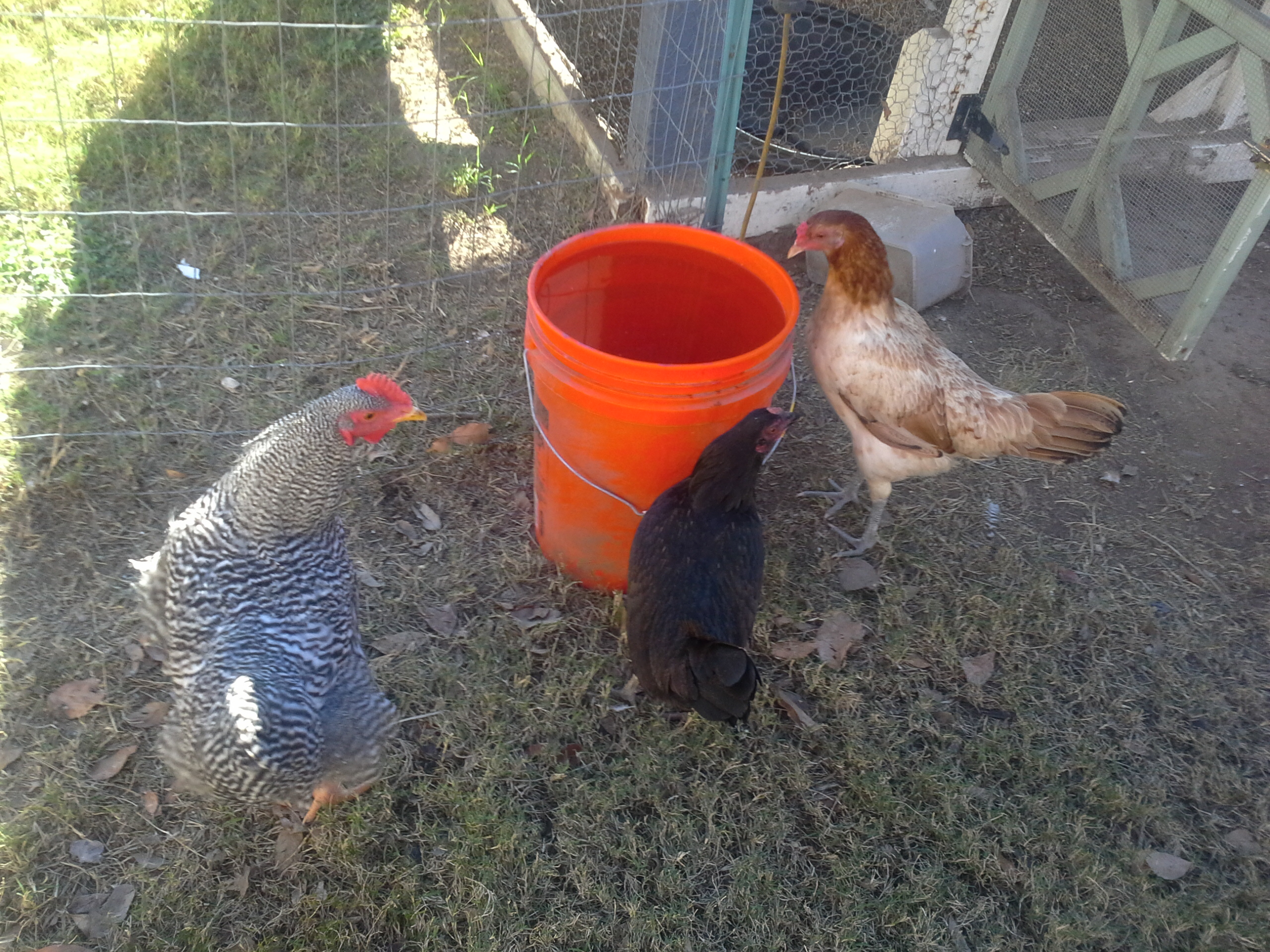 Help me id these chickens,