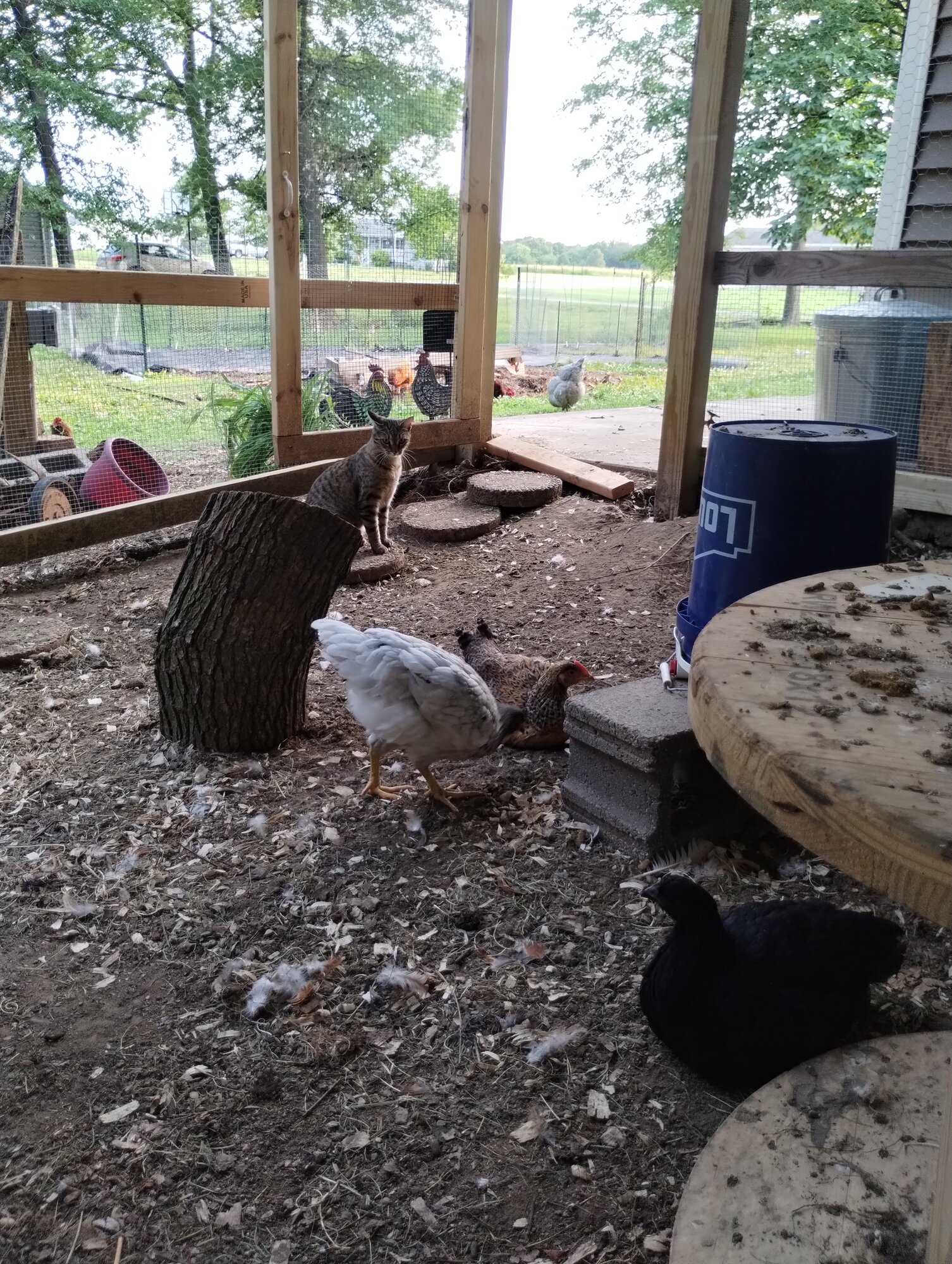 Helpful Kitty... Watching over the birds