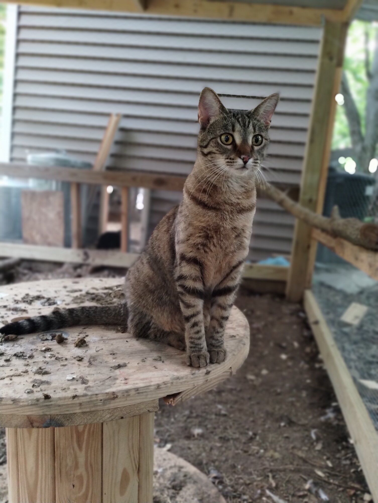 Helpful Kitty