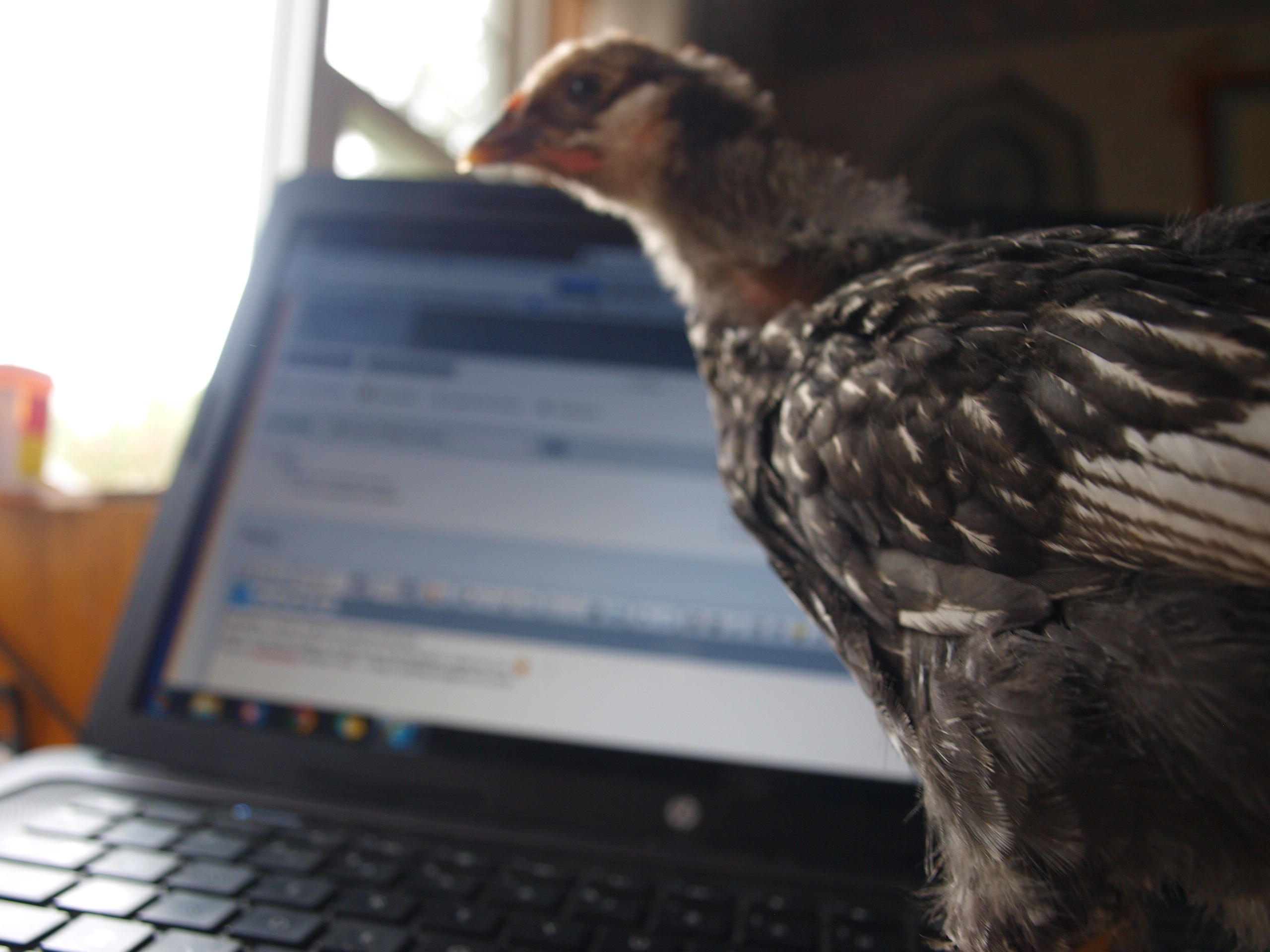 Helping me w/ BYC posting