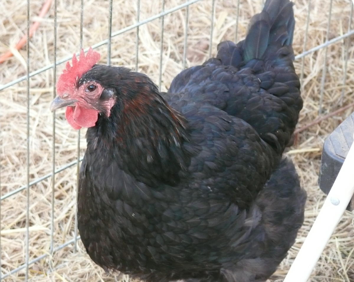 Hen #1 our darkest egg layer
