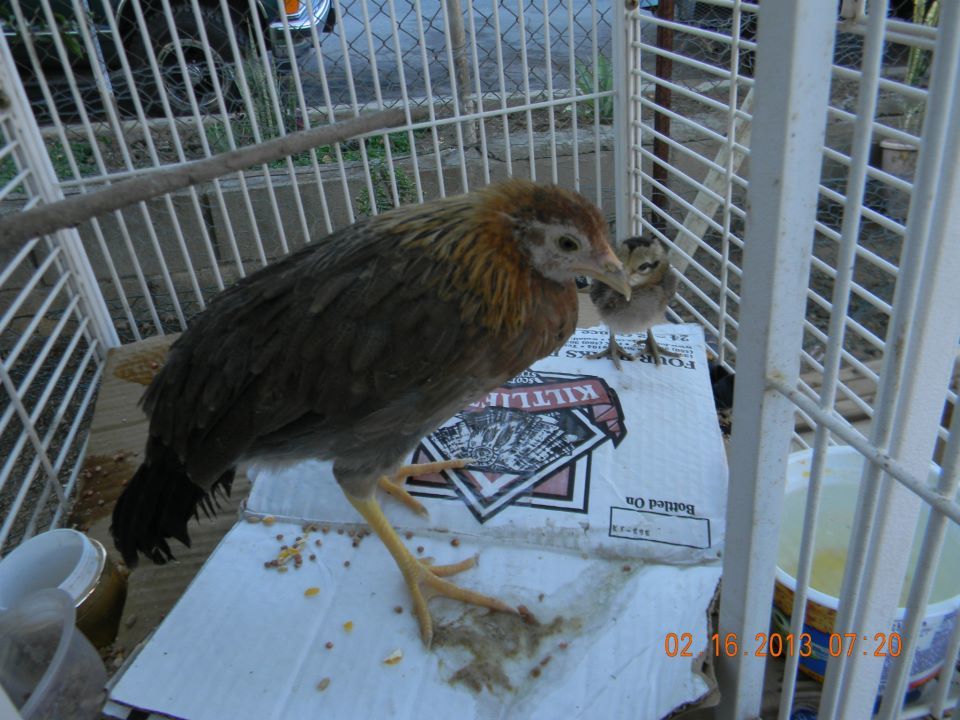 hen about 2 weeks after i got her.
