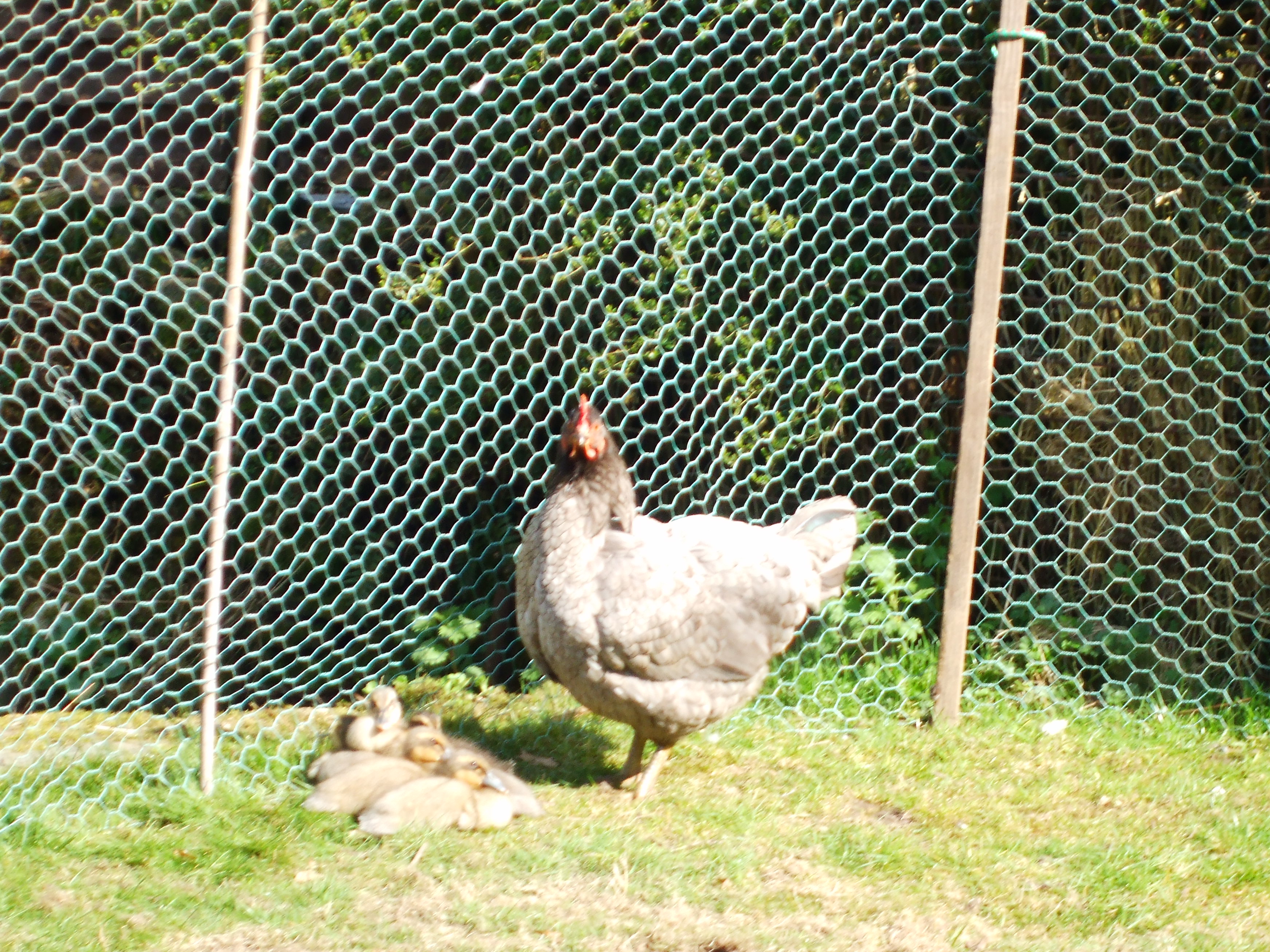 Hen and ducklings