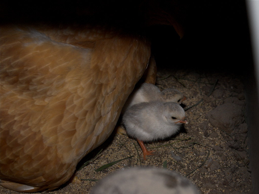 Hen and keet