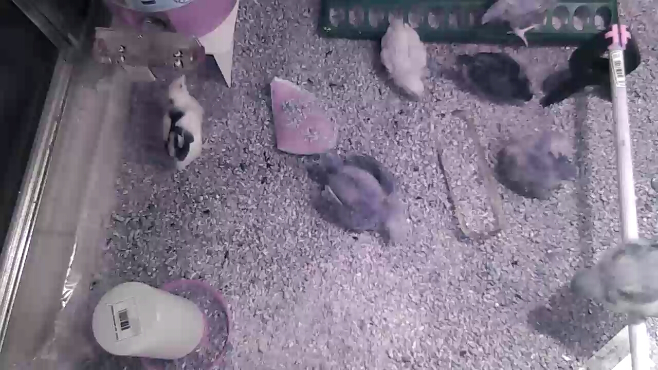 Hen Cam in the shower which I used as my brooder
