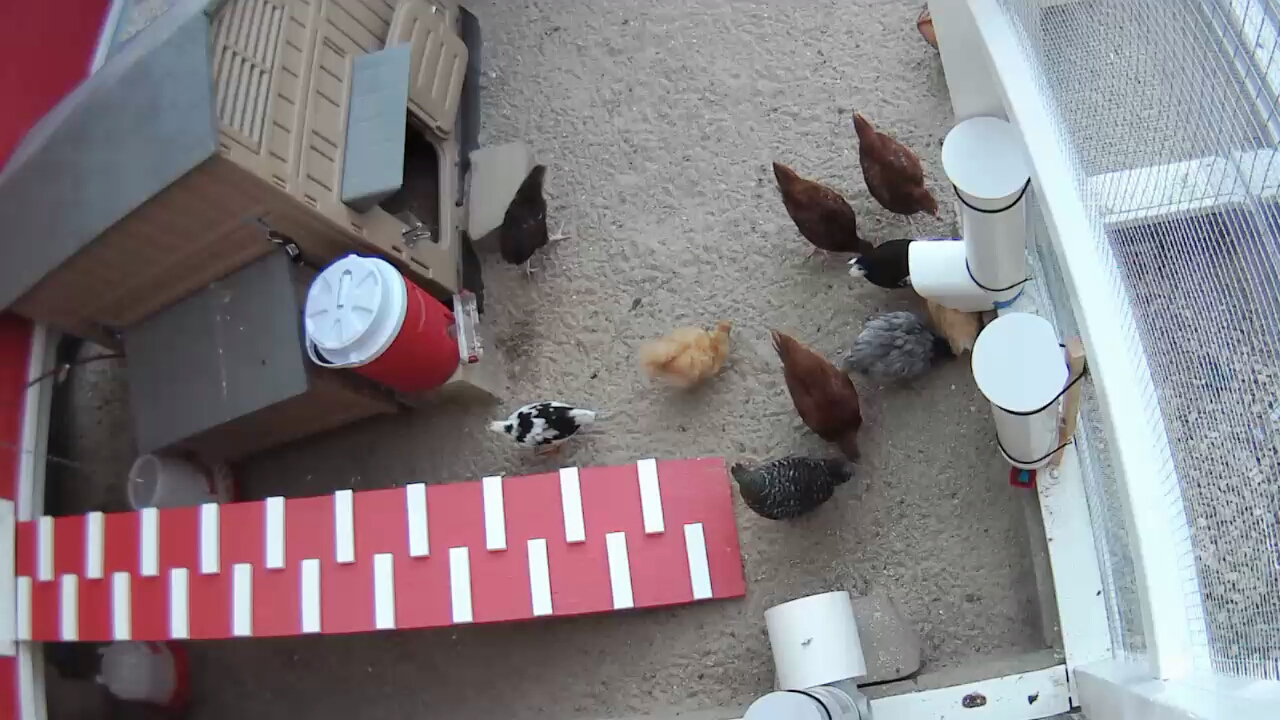 Hen Cam shows the ramp and the girls eating out of the feeders I got from the "chook" keepers there