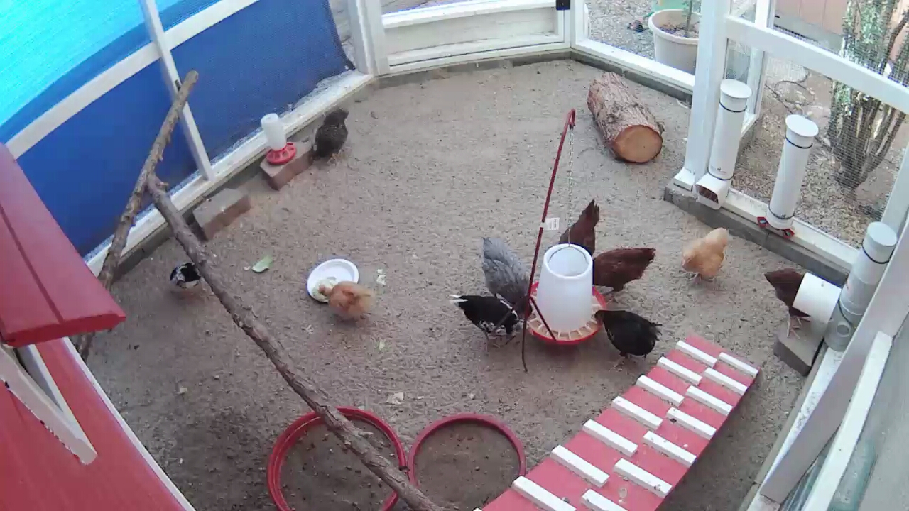 Hen Cam ... view from the hen house corner