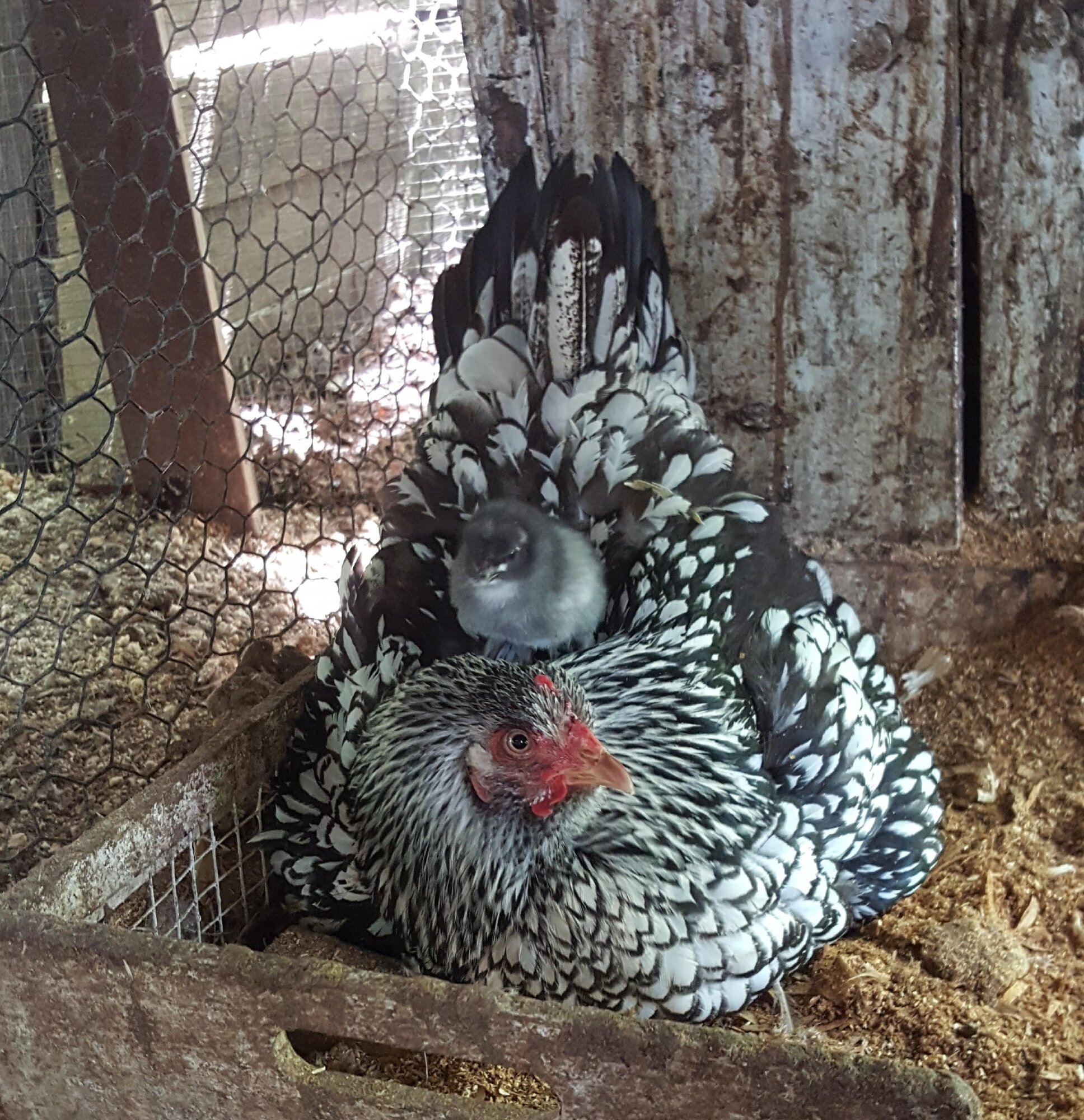 Hen & Chick cropped.jpg