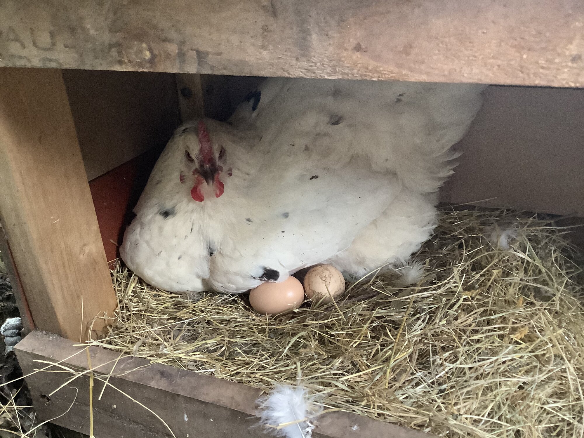 Hen Chilling with Her Eggs