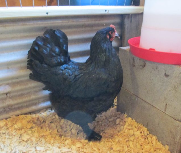 Hen coming out of molt
