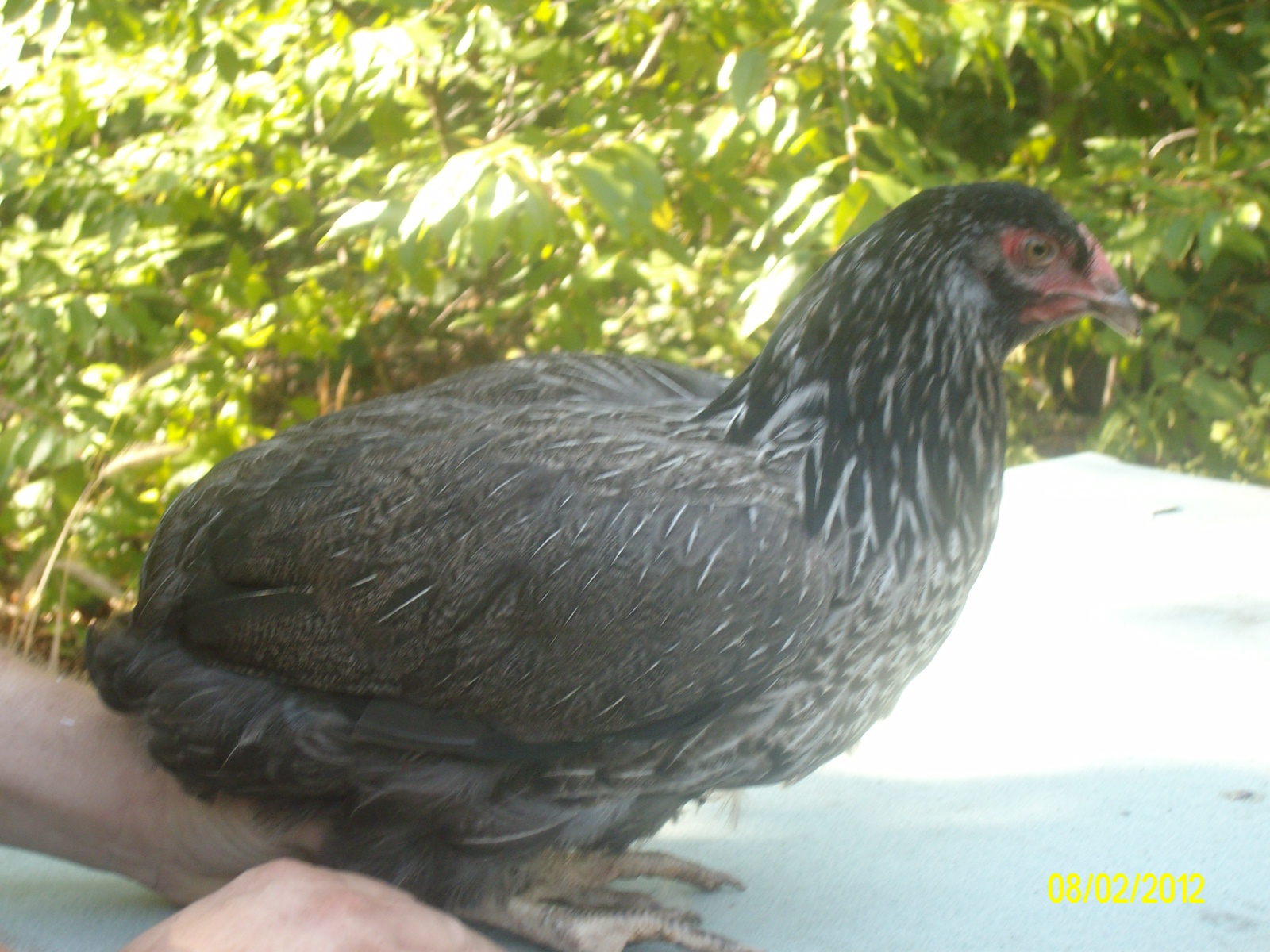Hen Easter Egger