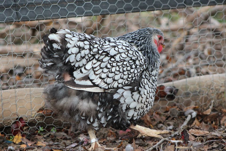 hen from flock #1